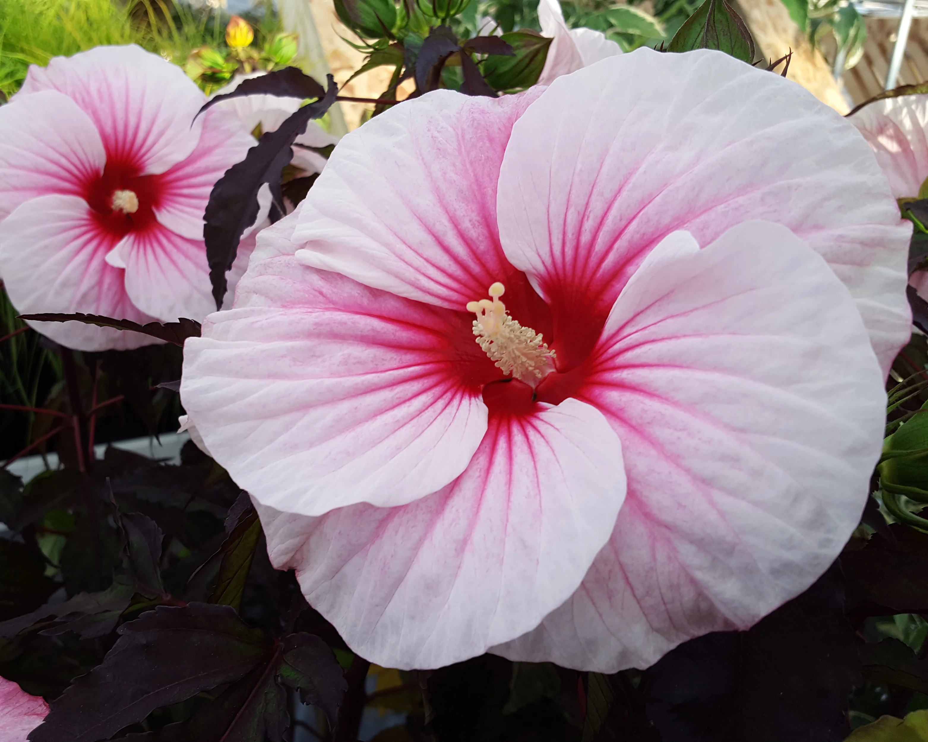 Hibiscus 'Carousel Pink Candy' - Image 2