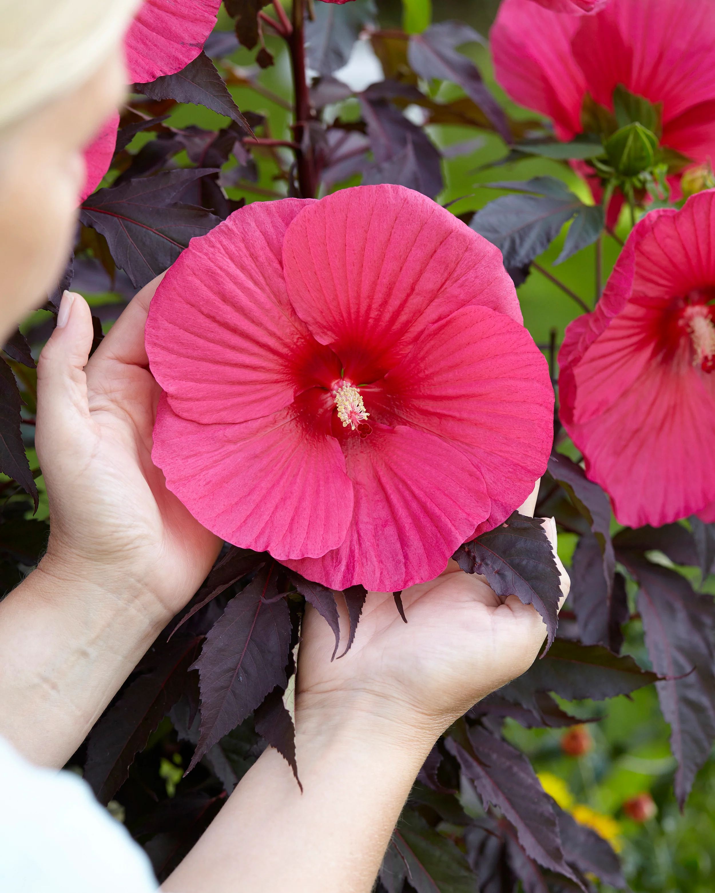 Hibiscus 'Carousel Pink Passion' - Image 4