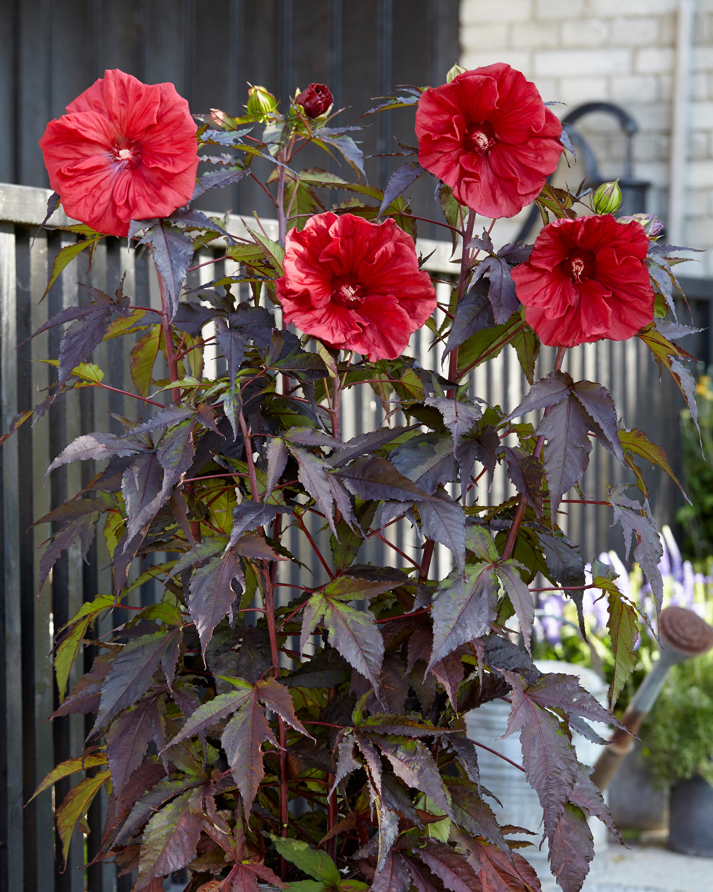 Hibiscus 'Carousel Red Wine' - Image 2