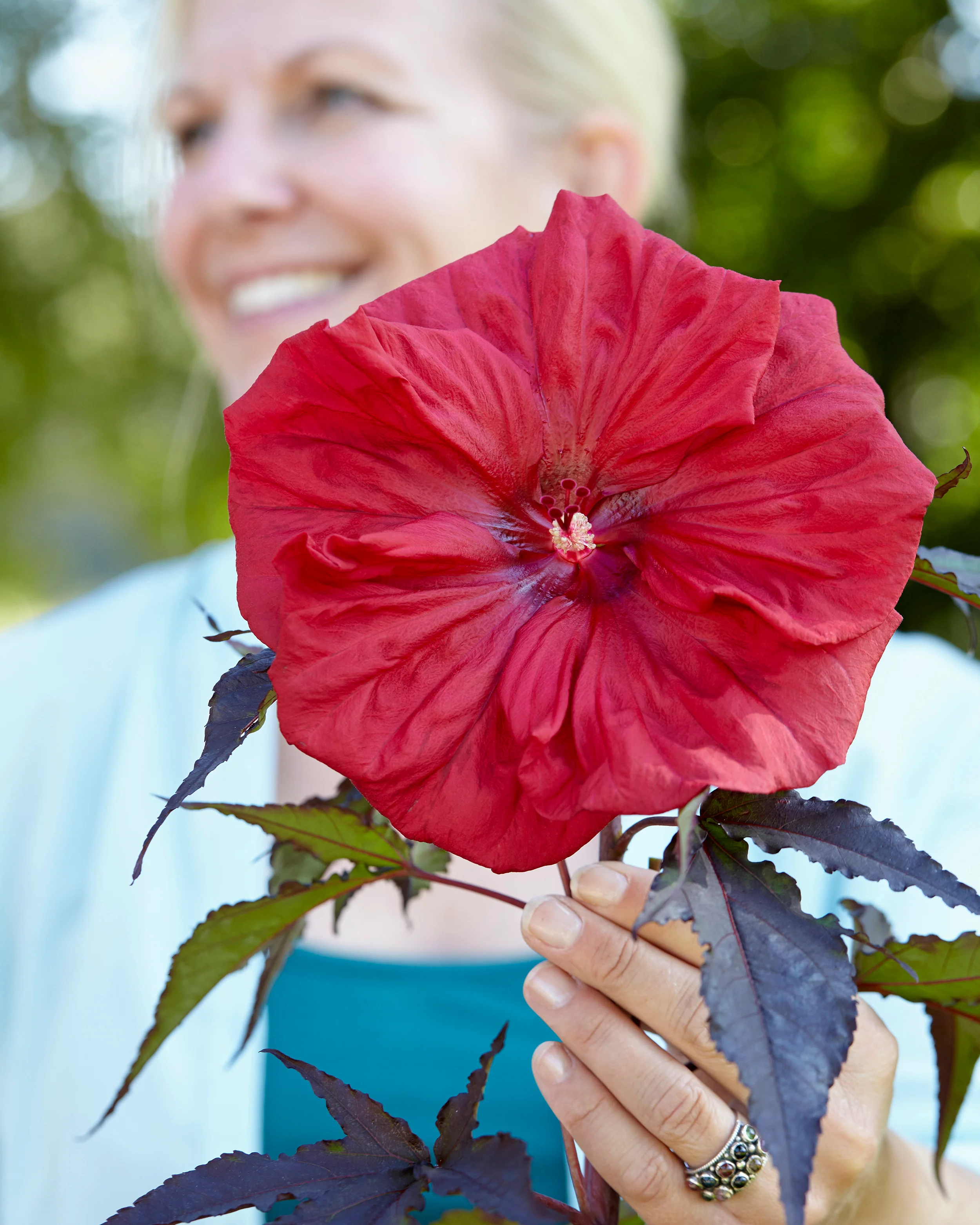 Hibiscus 'Carousel Red Wine' - Image 3