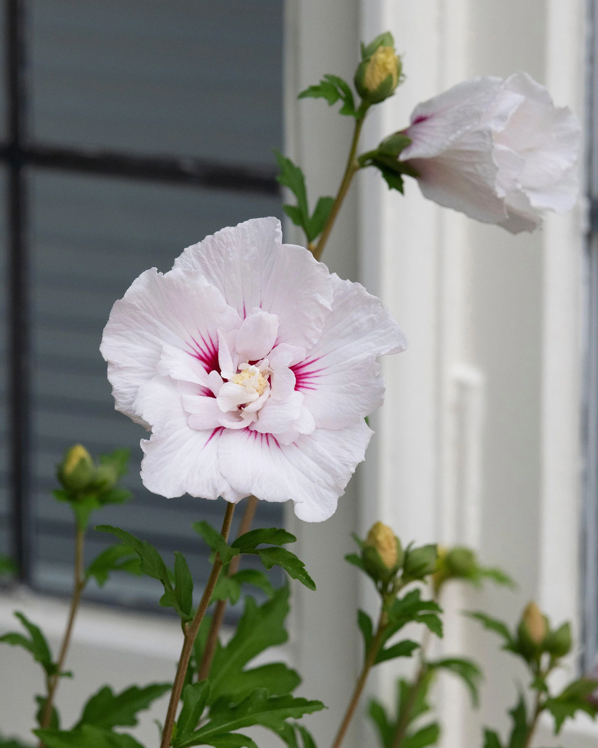 Hibiscus 'China Chiffon' - Image 2