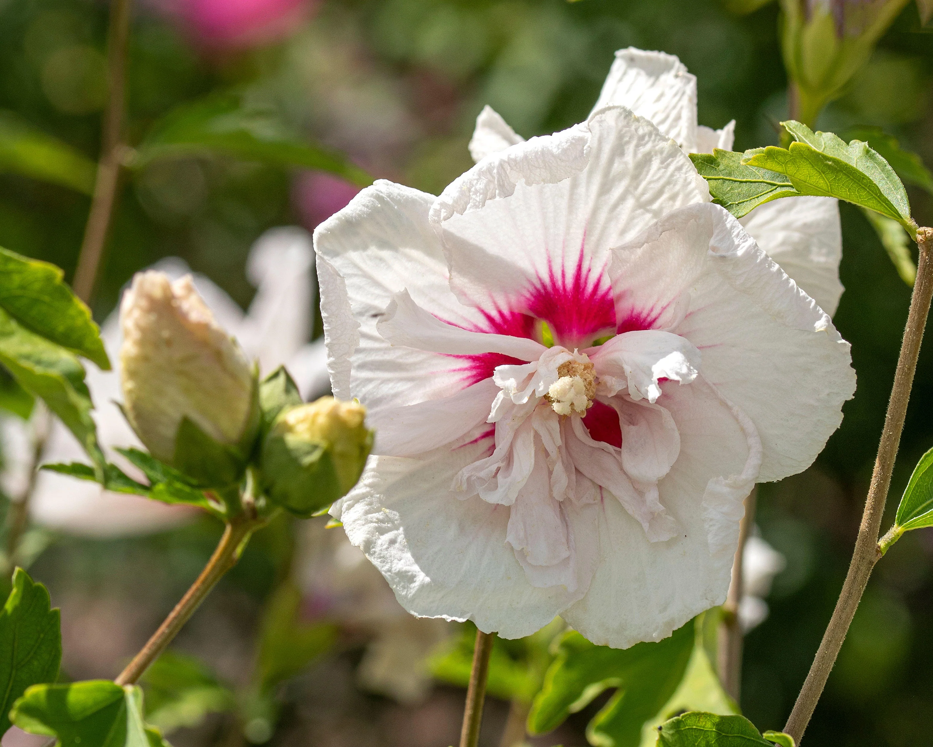 Hibiscus 'China Chiffon' - Image 4