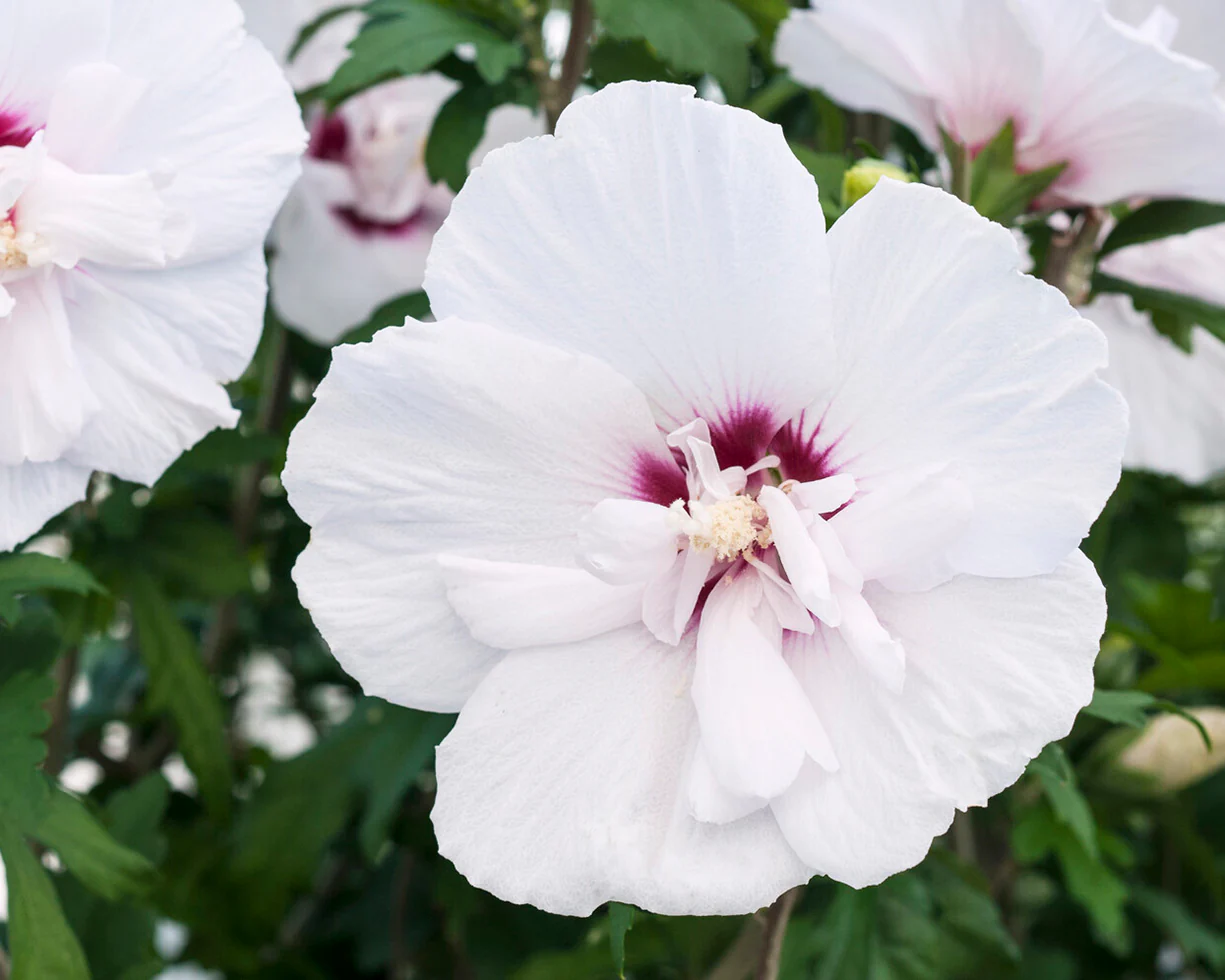 Hibiscus 'China Chiffon' - Image 7