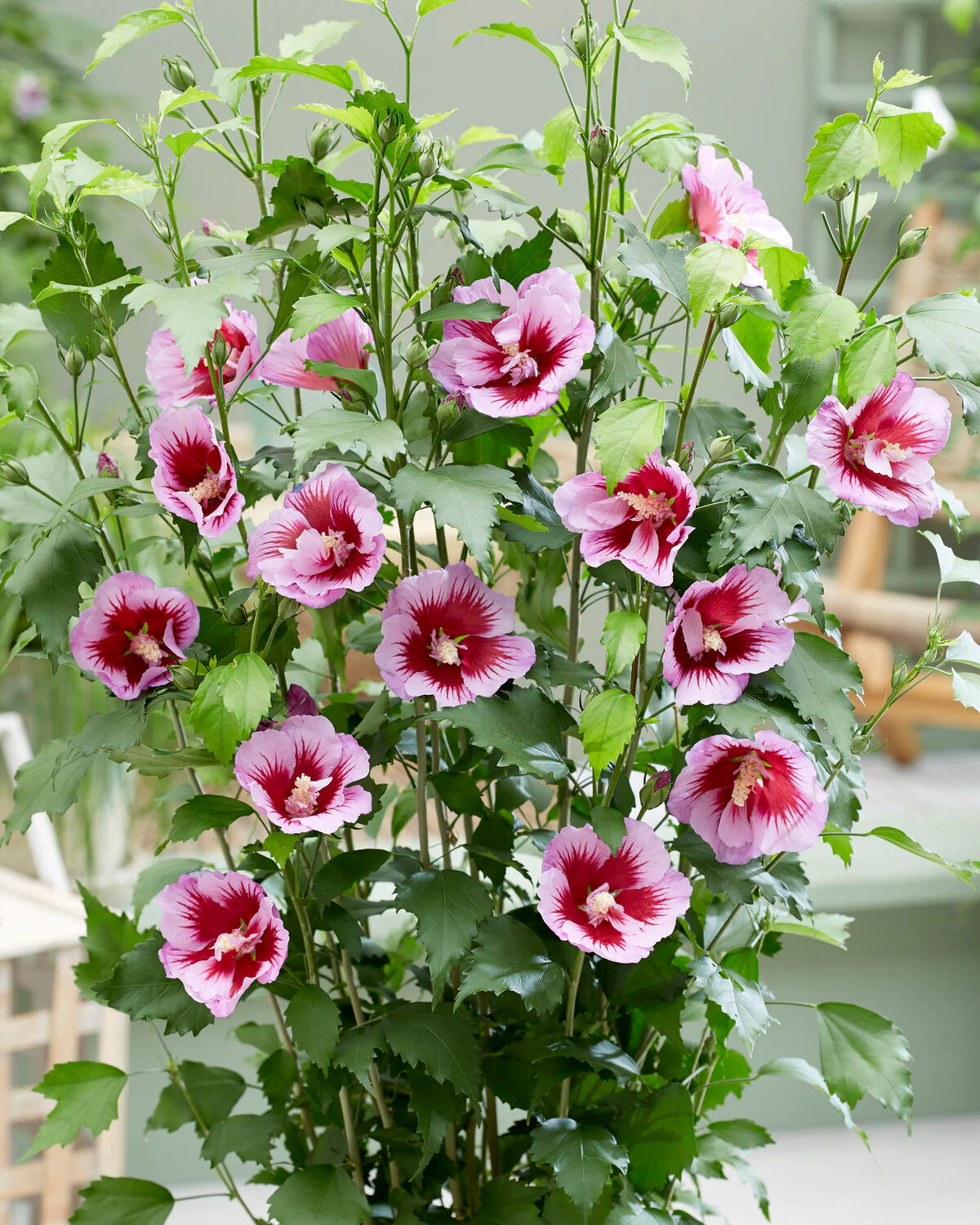 Hibiscus 'Flower Tower Purple' - Image 2