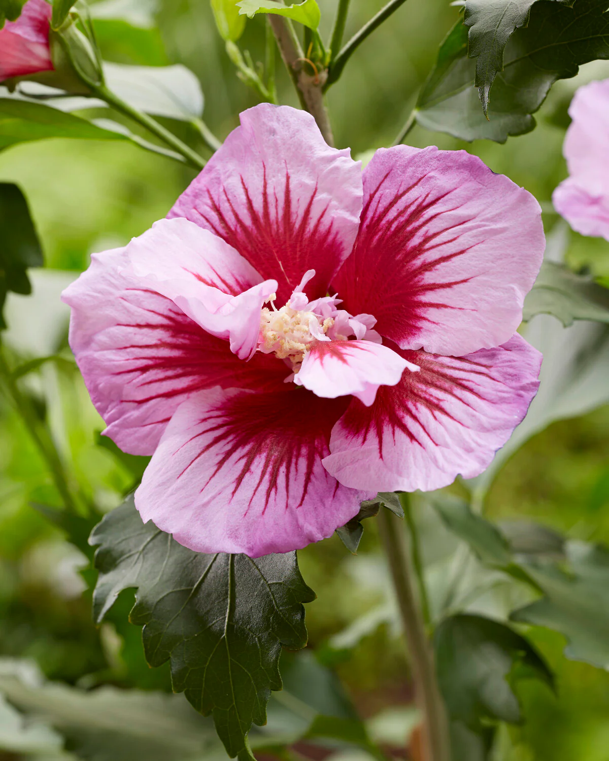 Hibiscus 'Flower Tower Purple' - Image 3