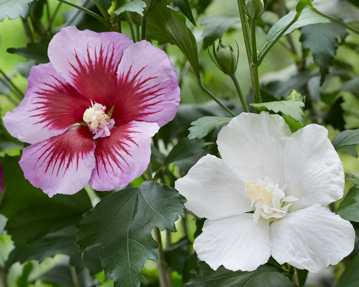 Hibiscus 'Flower Tower White' - Image 4