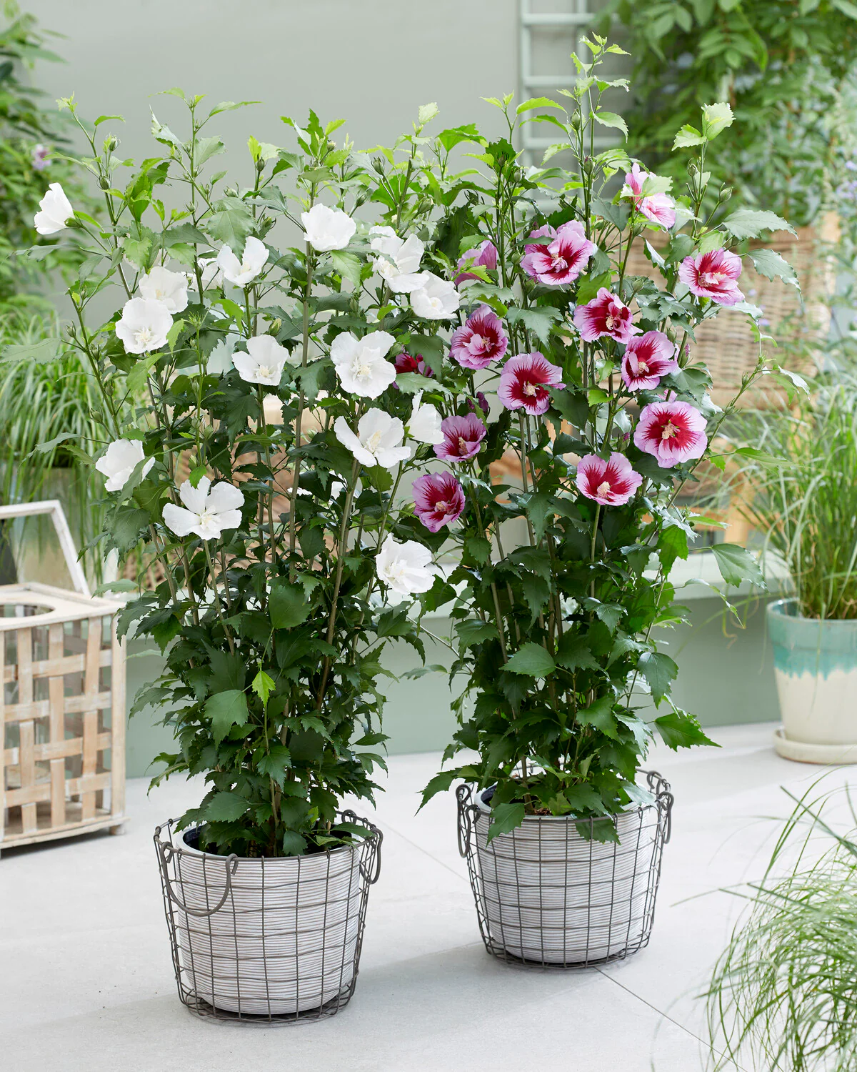 Hibiscus 'Flower Tower White' - Image 5