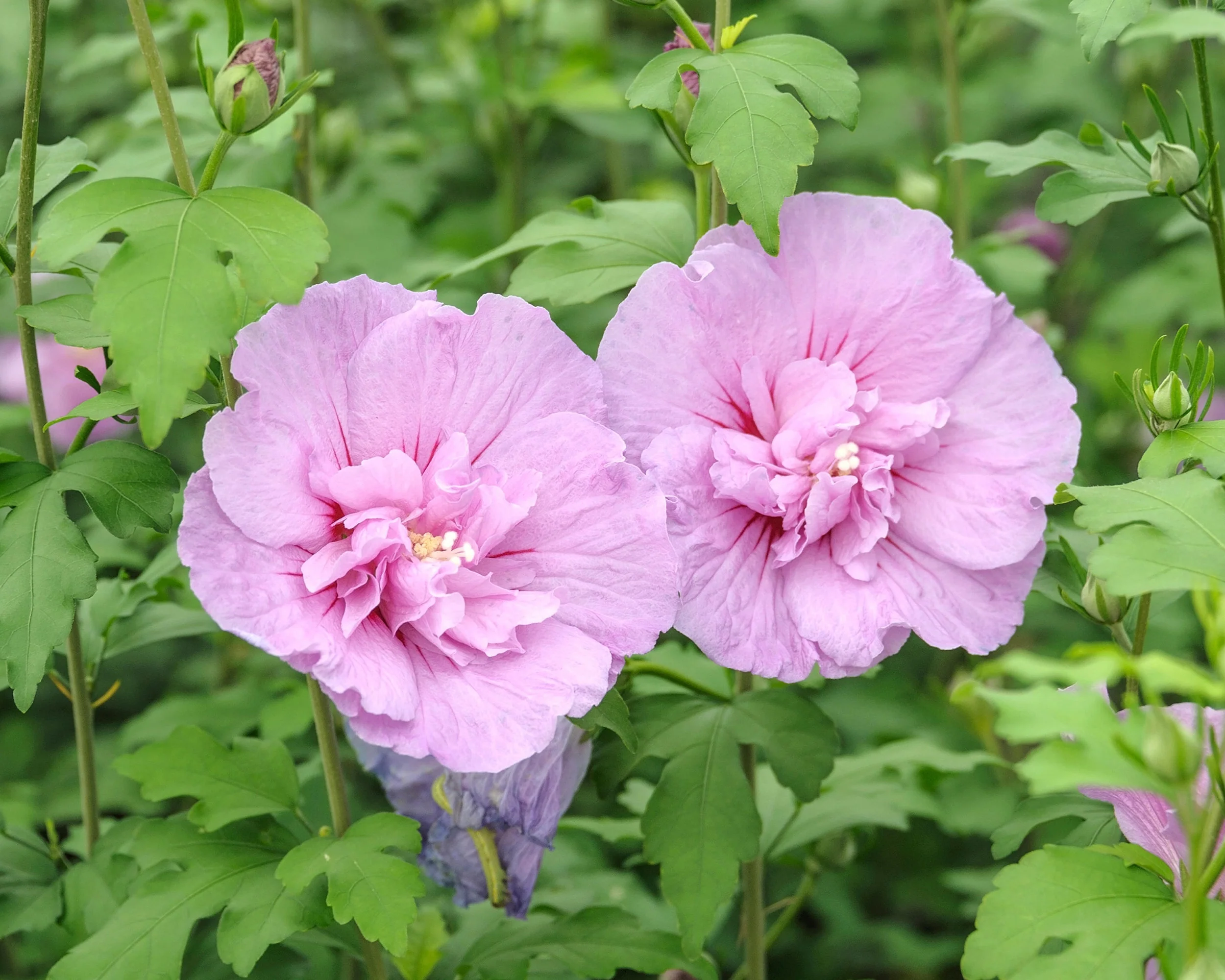 Hibiscus 'Lavender Chiffon' - Image 2