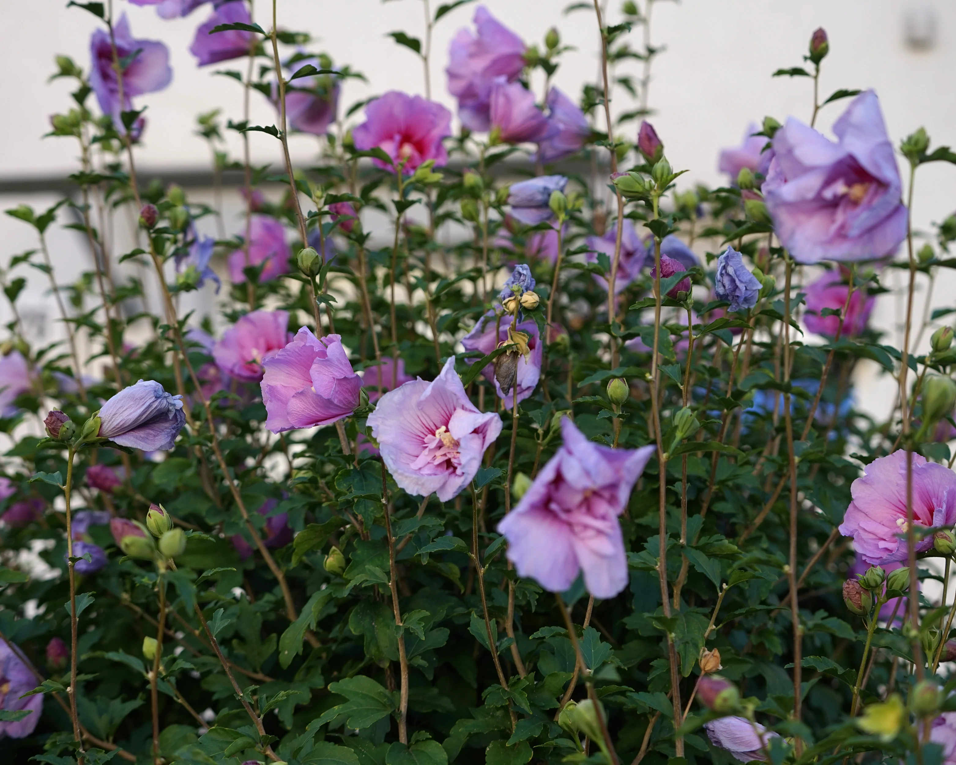 Hibiscus 'Lavender Chiffon' - Image 3