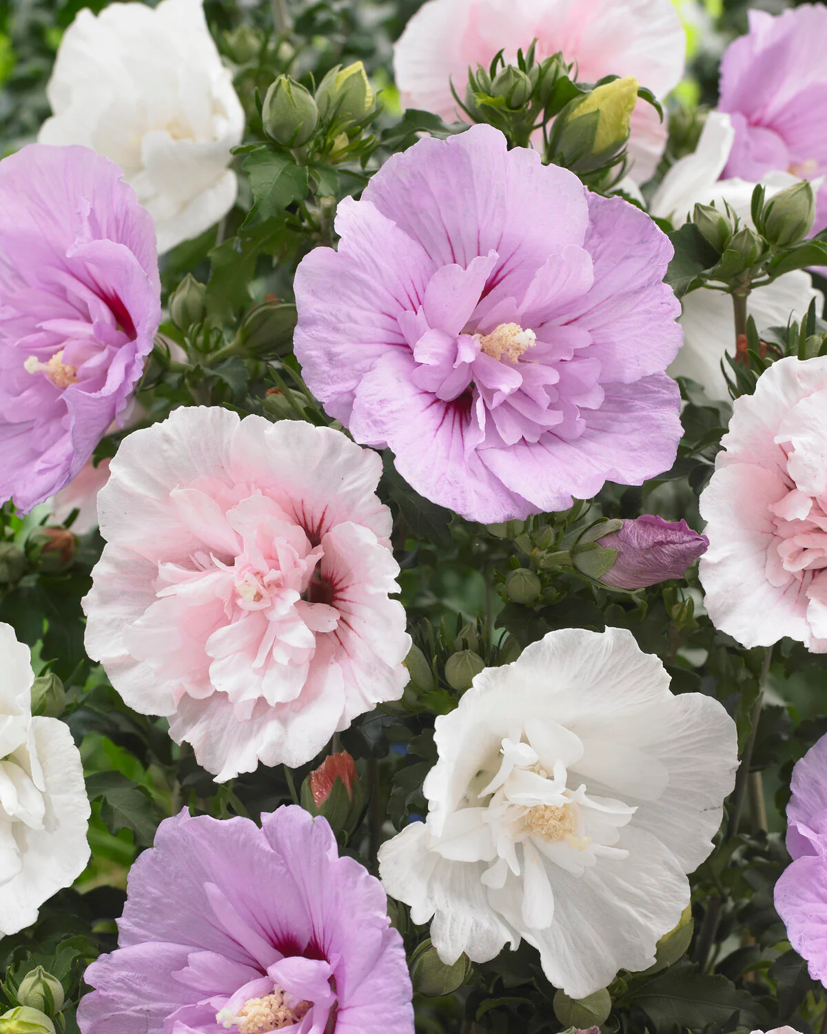 Hibiscus 'Lavender Chiffon' - Image 5