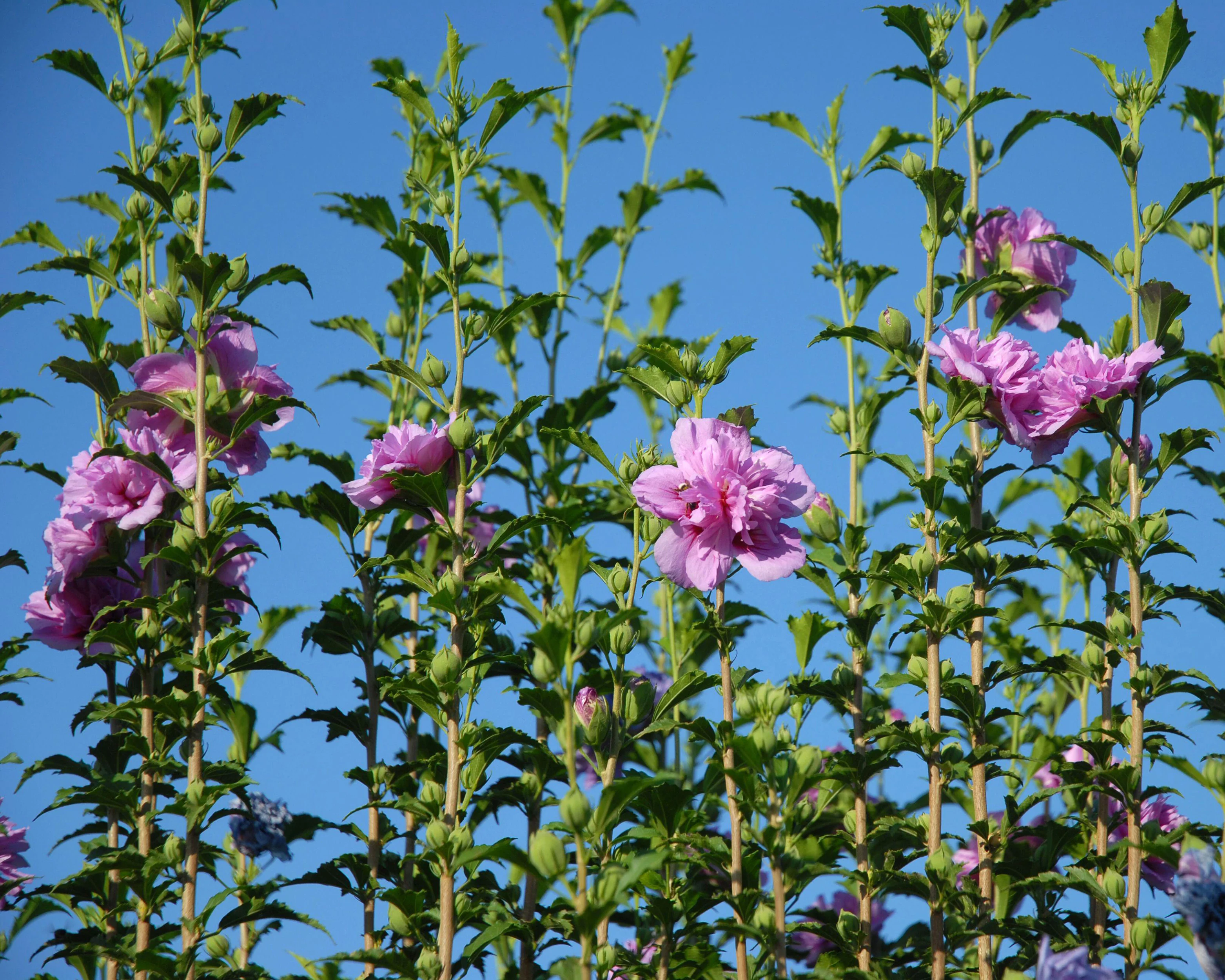 Hibiscus 'Lavender Chiffon' - Image 6