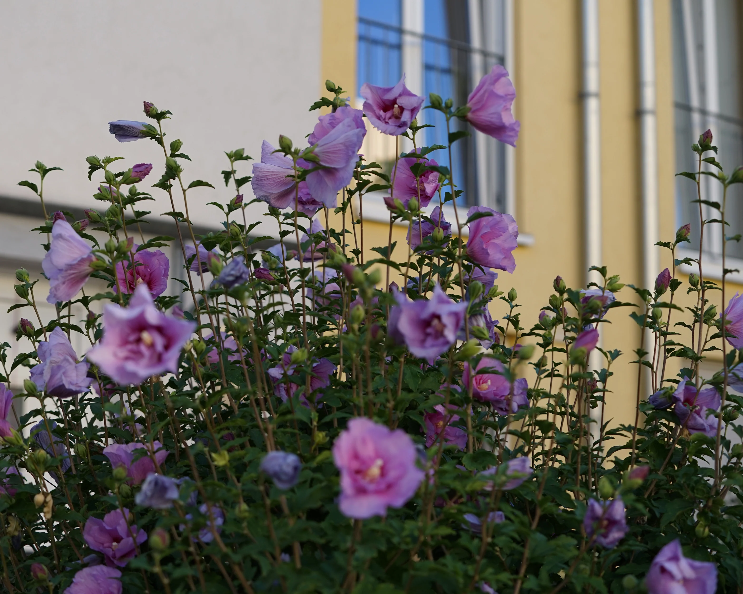 Hibiscus 'Lavender Chiffon' - Image 9