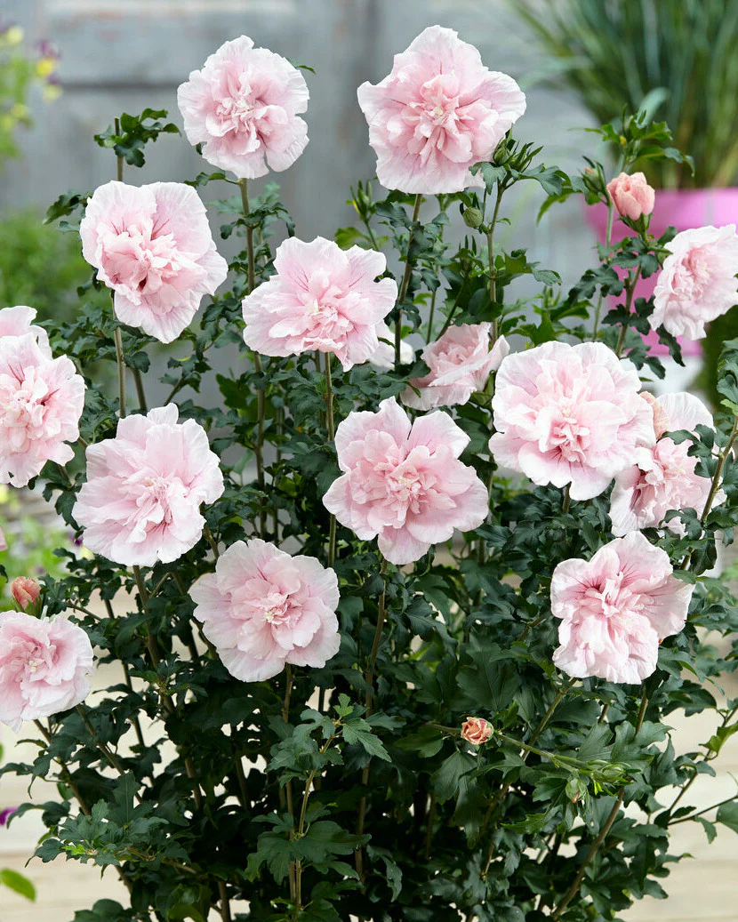 Hibiscus 'Pink Chiffon' - Image 2
