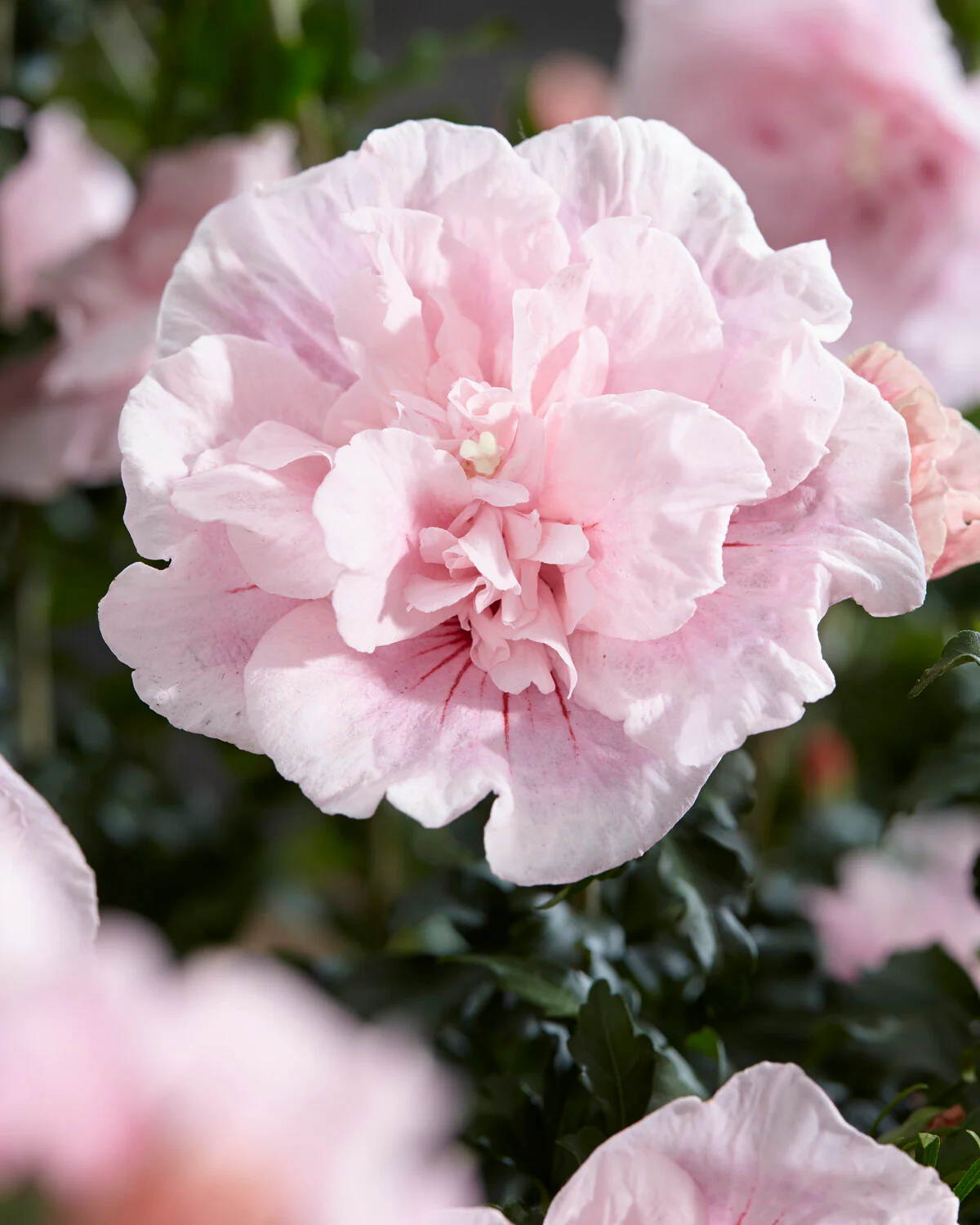 Hibiscus 'Pink Chiffon' - Image 4