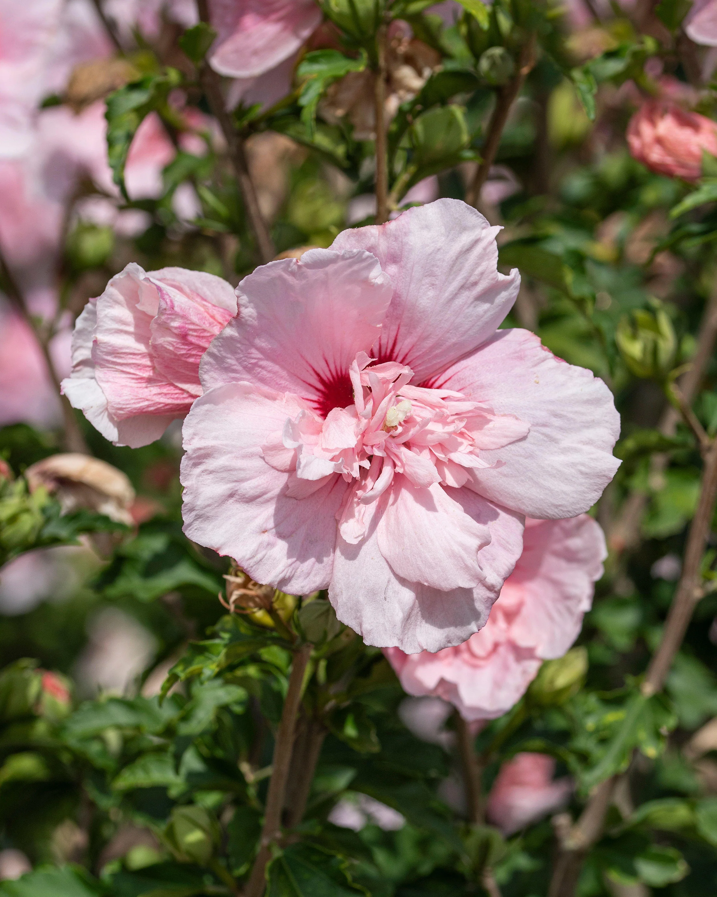 Hibiscus 'Pink Chiffon' - Image 6