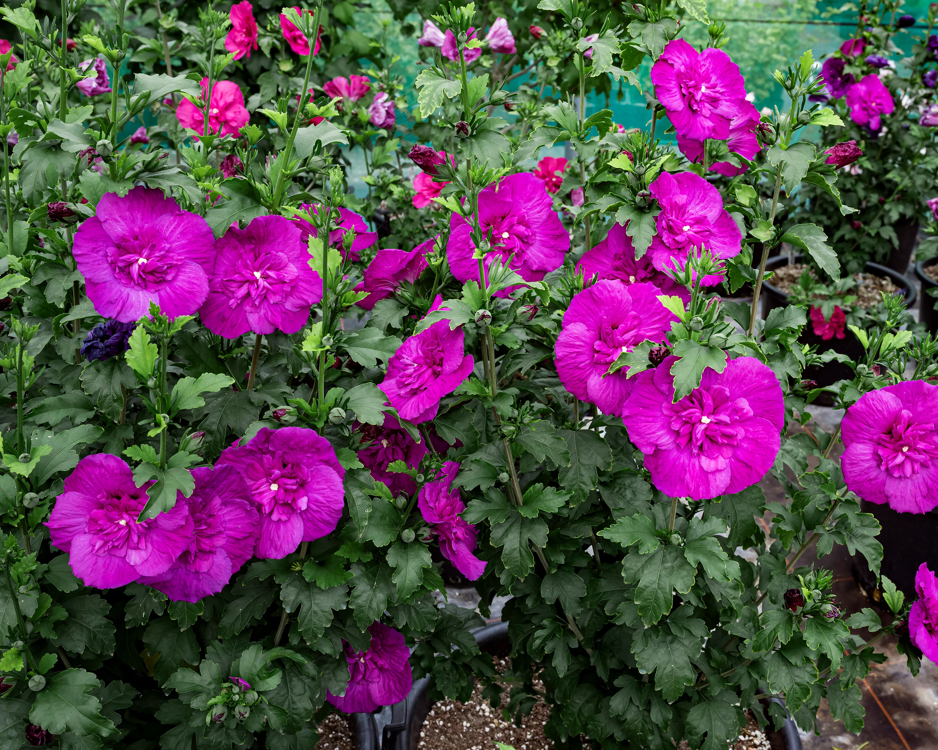 Hibiscus 'Purple Chiffon' - Image 2