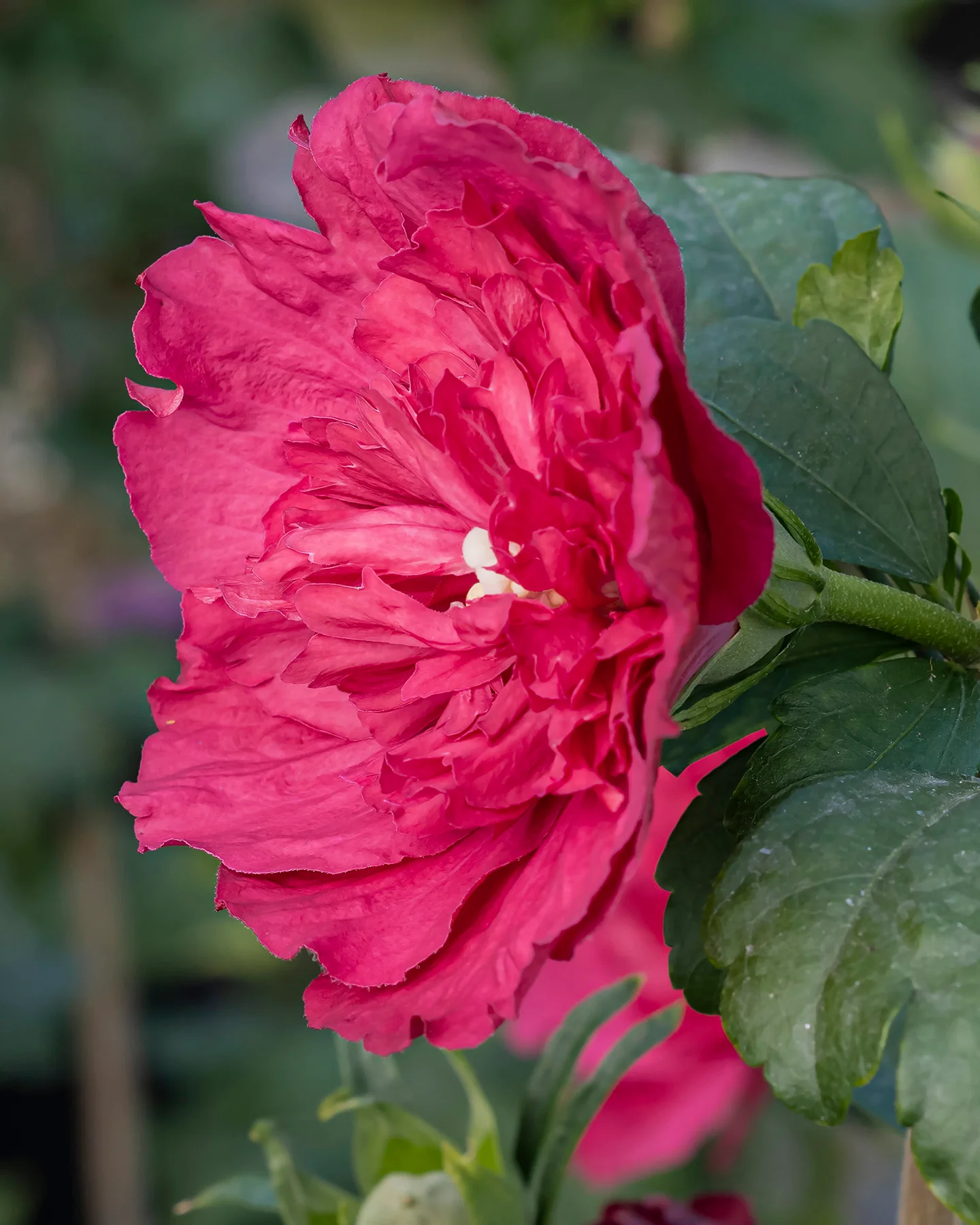 Hibiscus 'Ruby Chiffon' - Image 2