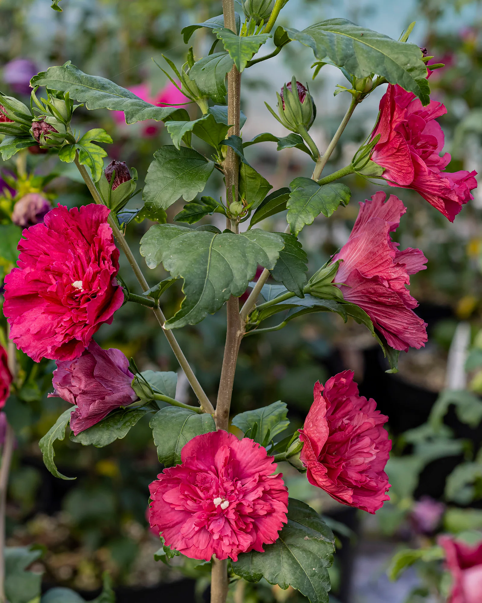 Hibiscus 'Ruby Chiffon' - Image 3