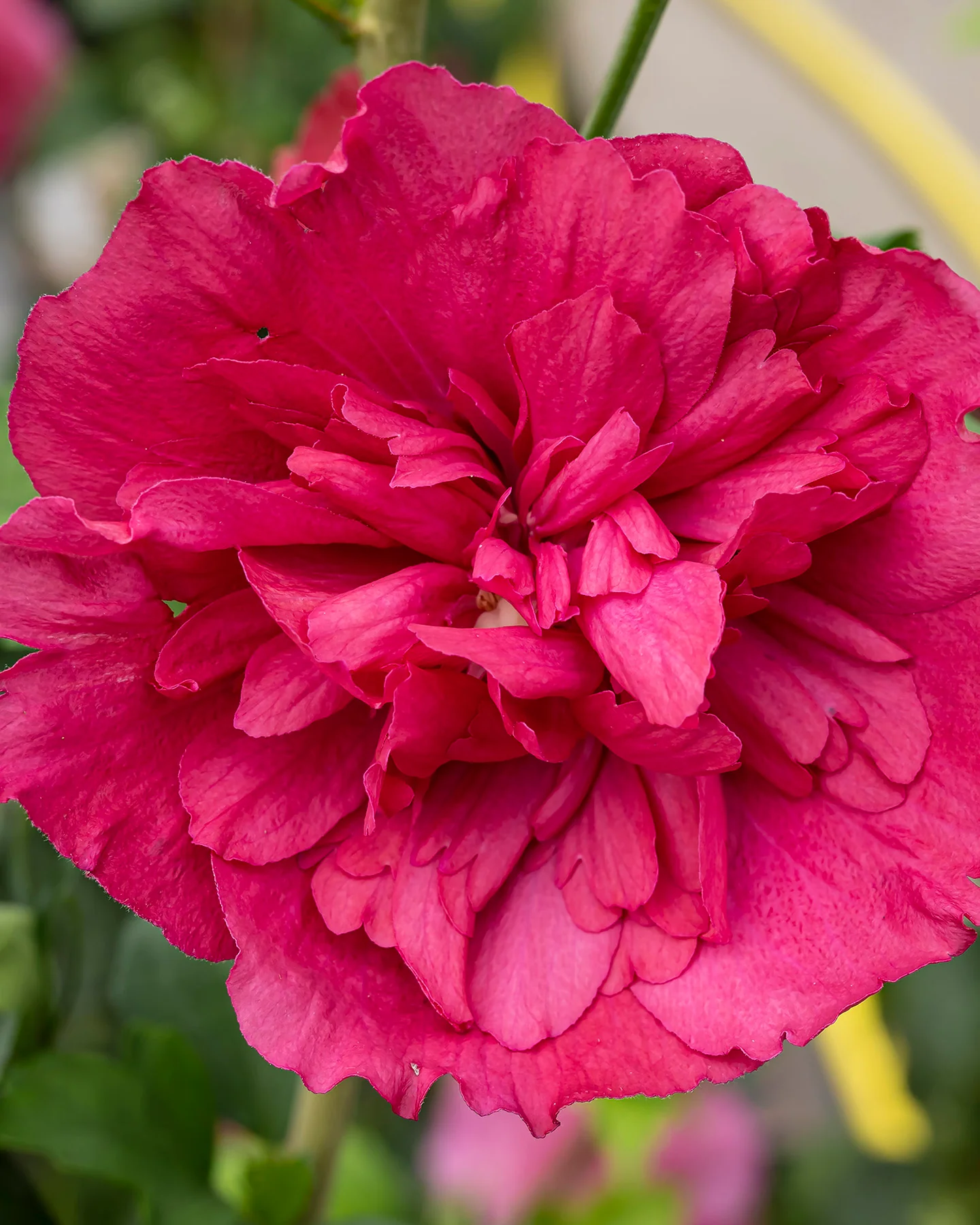 Hibiscus 'Ruby Chiffon' - Image 5