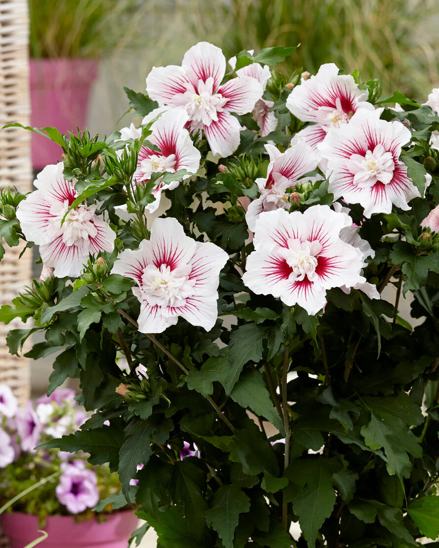 Hibiscus 'Starburst Chiffon' - Image 2