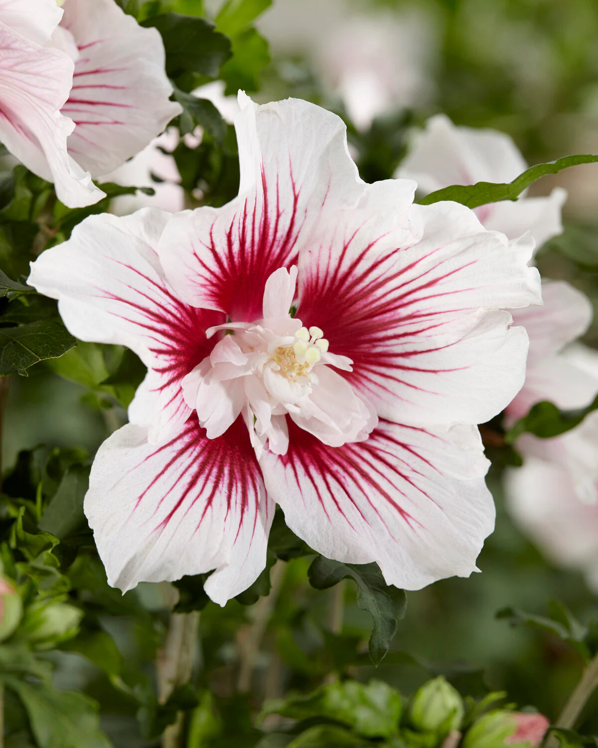 Hibiscus 'Starburst Chiffon' - Image 3
