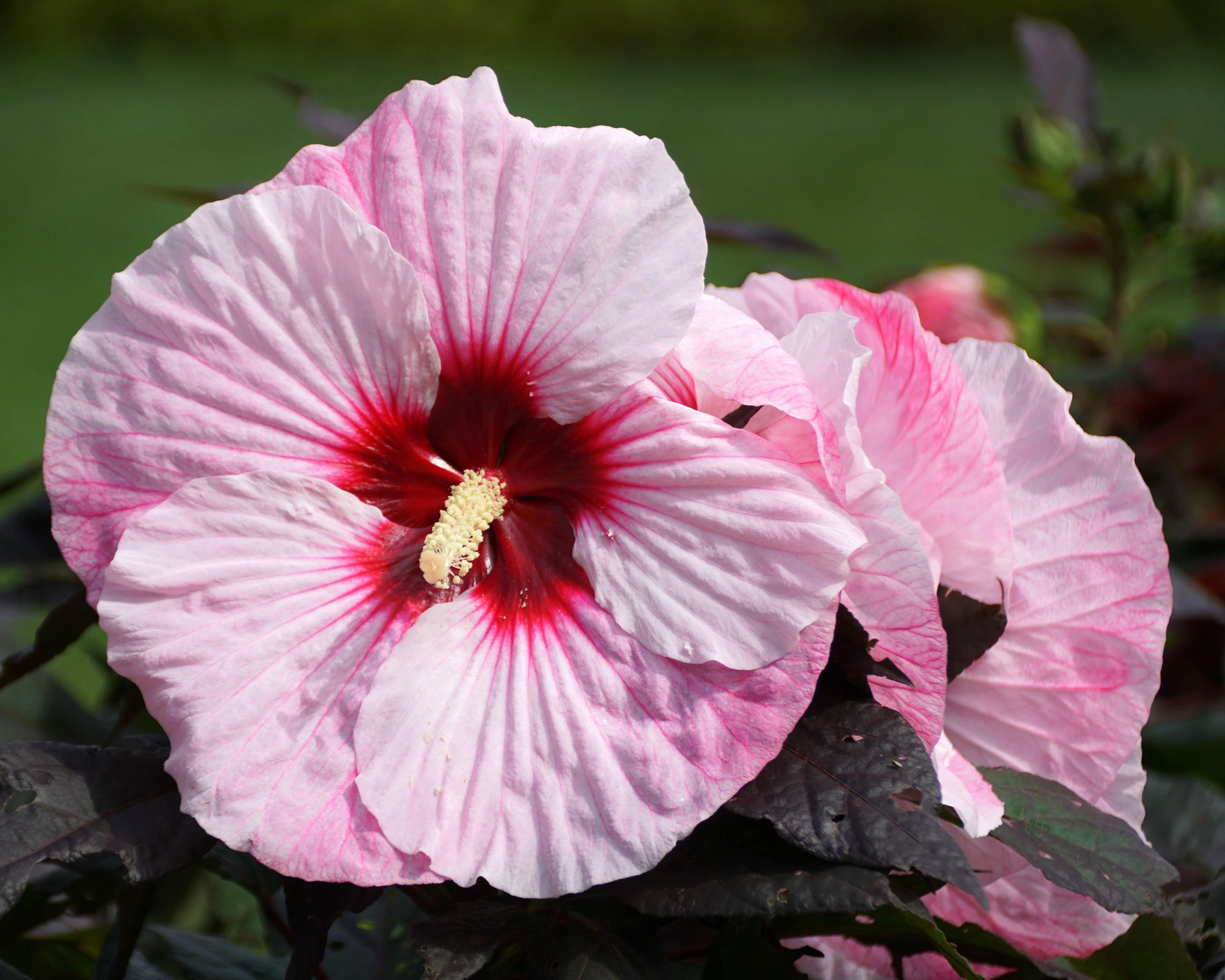 Hibiscus 'Summer Storm' - Image 5