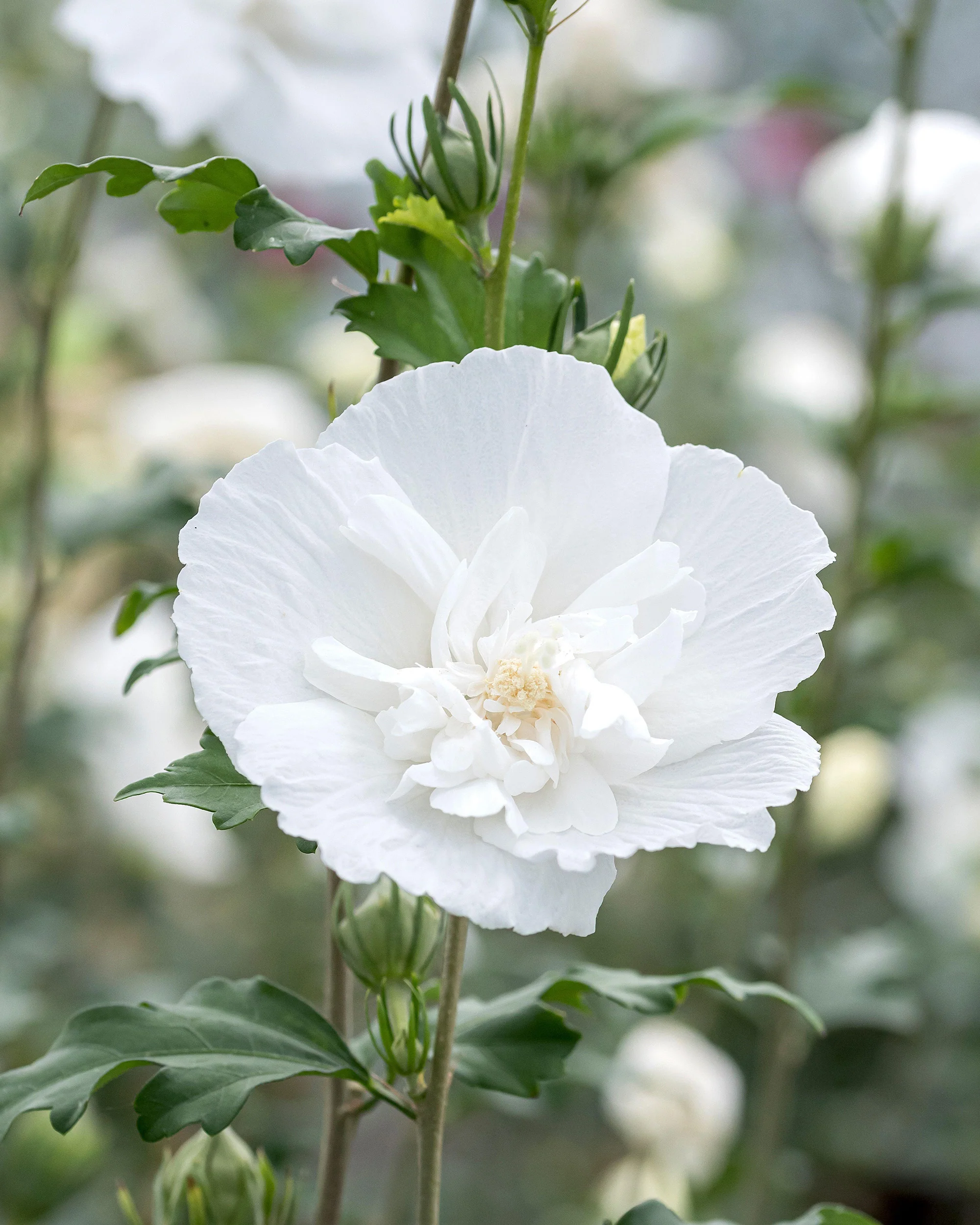 Hibiscus 'White Chiffon' - Image 10