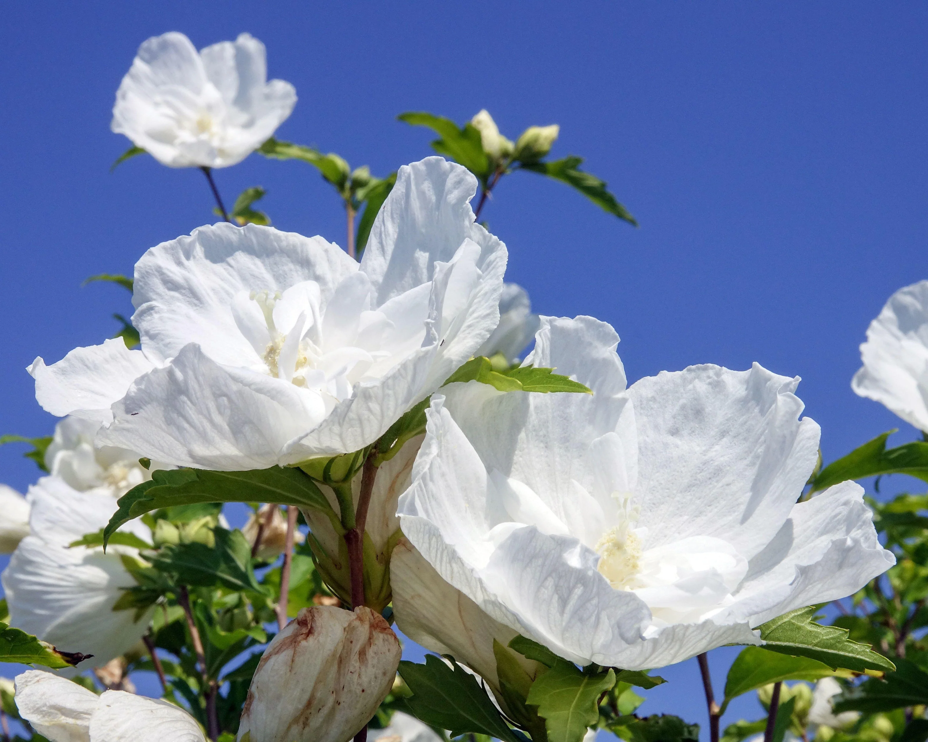 Hibiscus 'White Chiffon' - Image 8