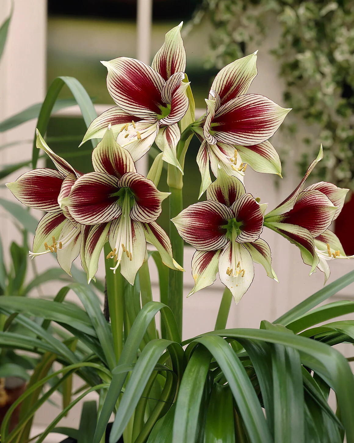 Amaryllis 'Papilio' - Image 2