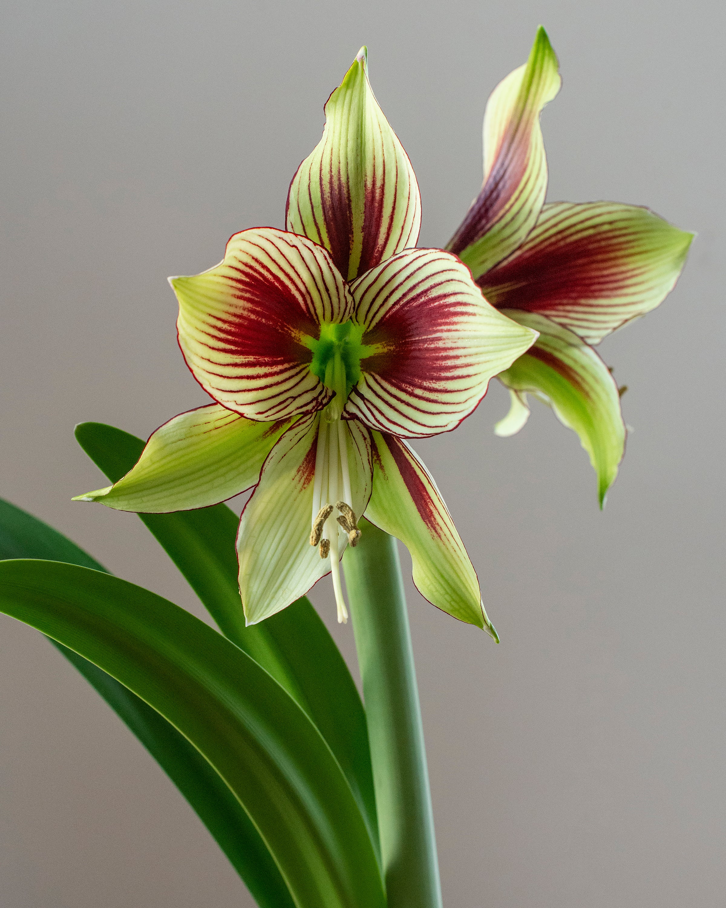 Amaryllis 'Papilio' - Image 4