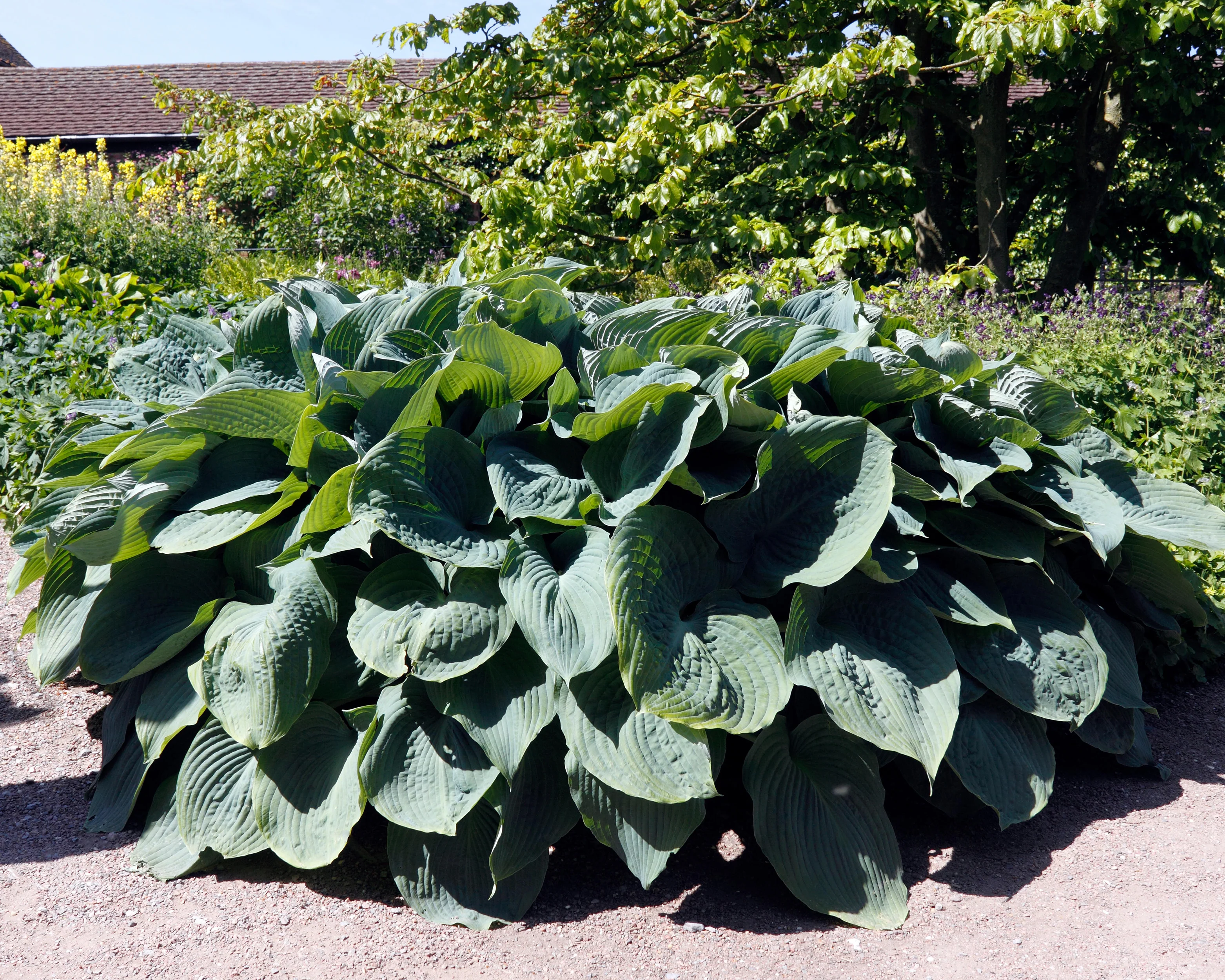 Hosta 'Blue Angel' - Image 8