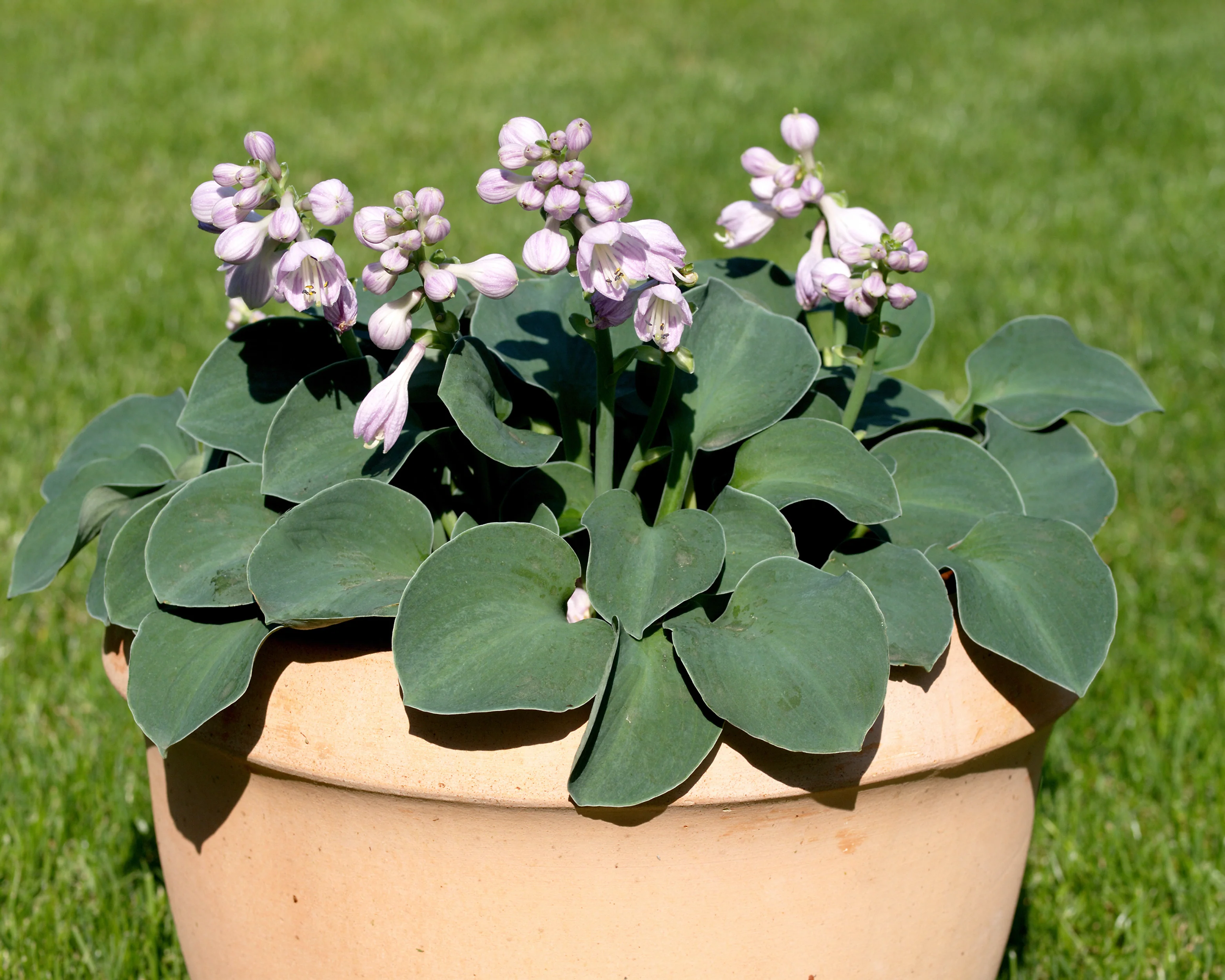 Hosta Blue 'Mouse Ears' - Image 2