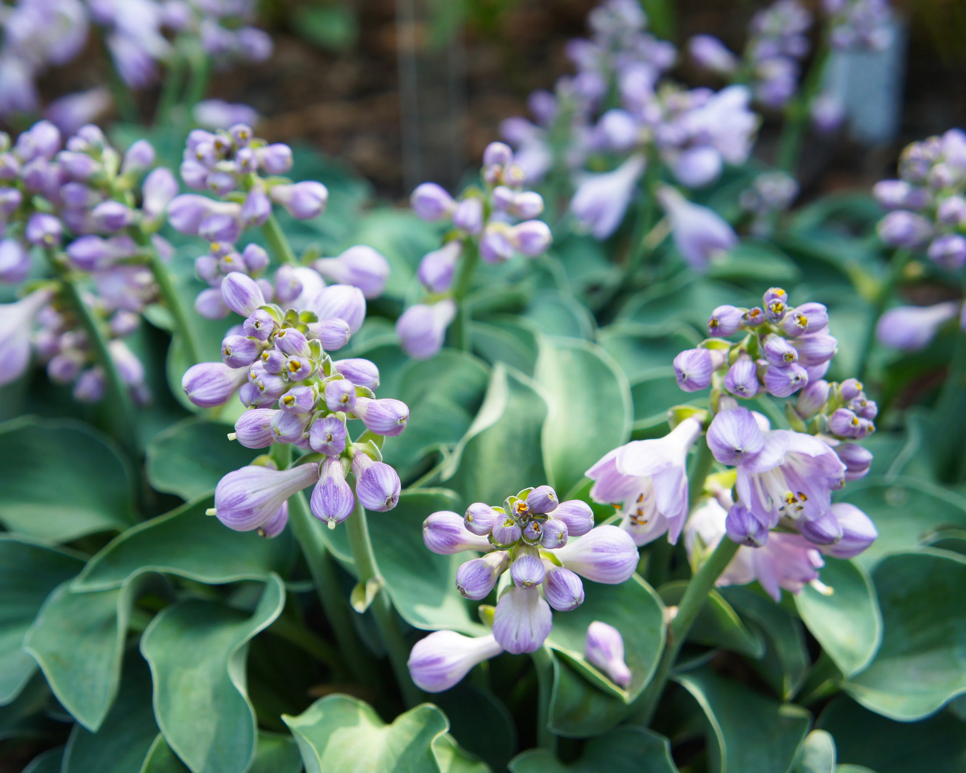Hosta Blue 'Mouse Ears' - Image 3