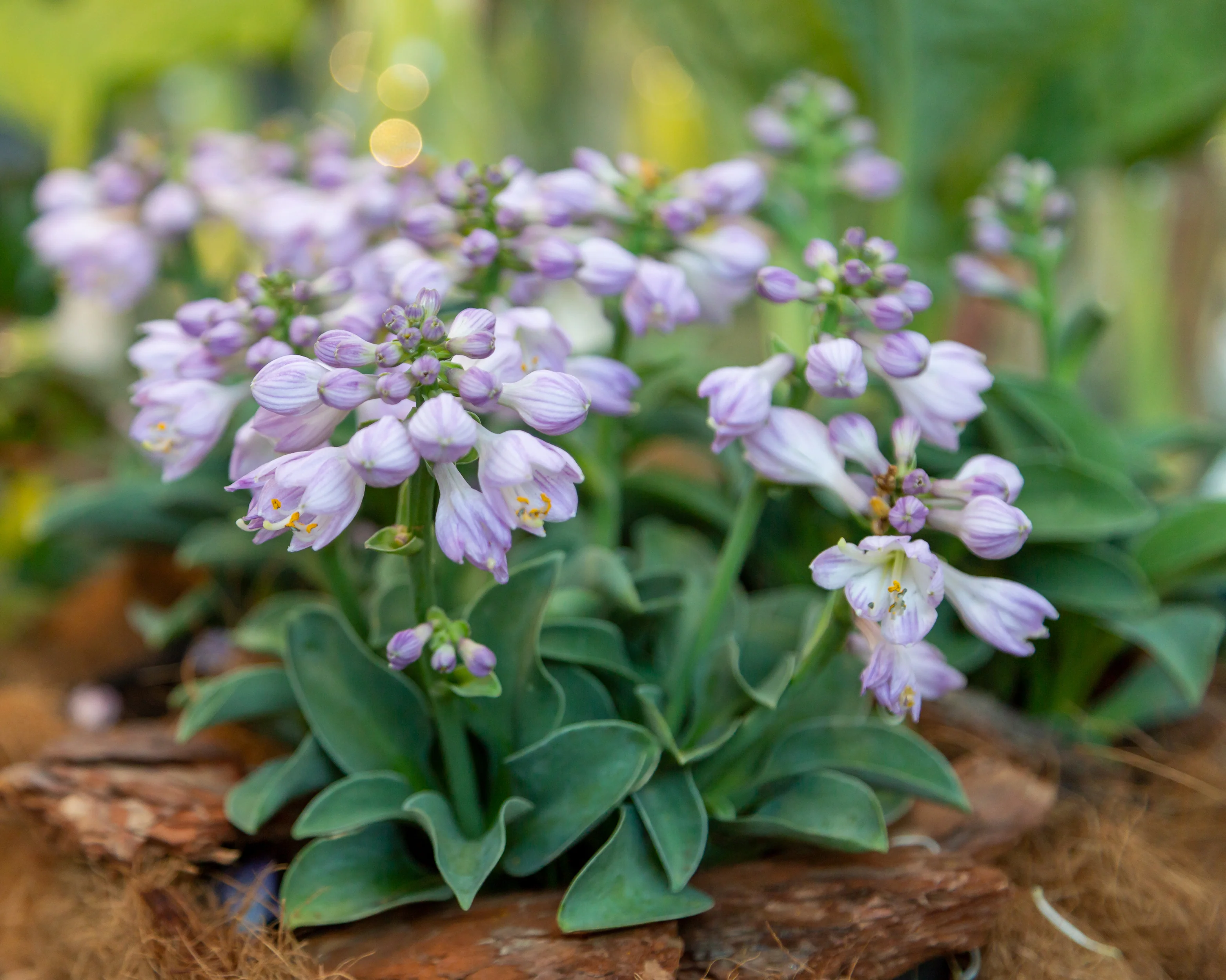Hosta Blue 'Mouse Ears' - Image 4
