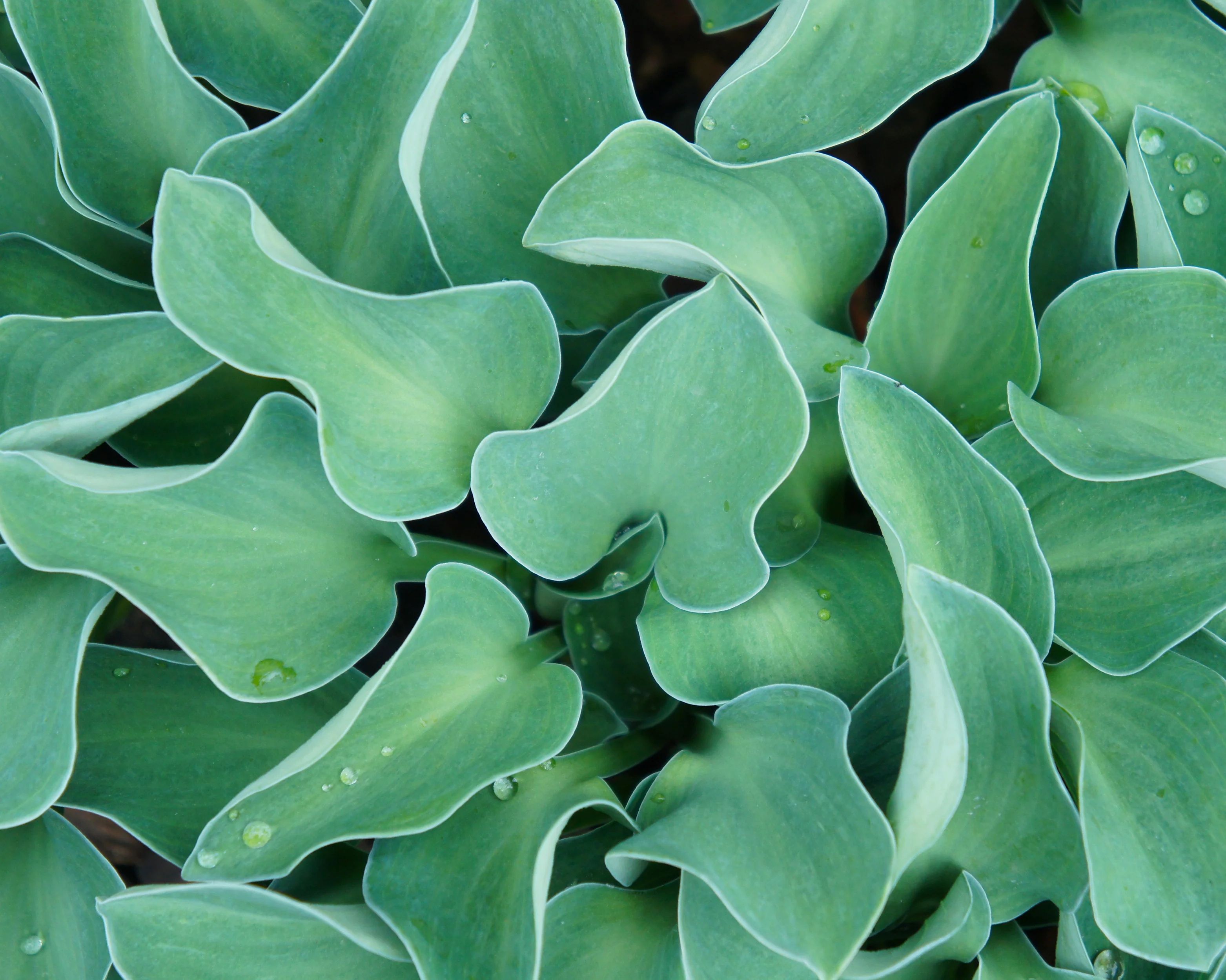 Hosta Blue 'Mouse Ears' - Image 5