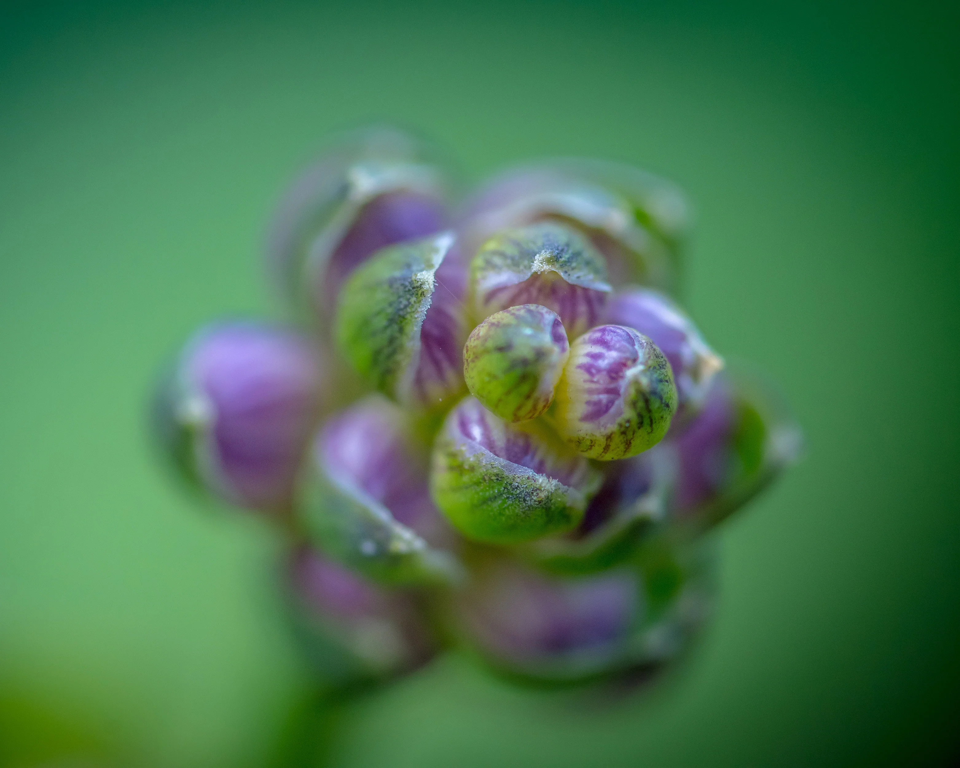 Hosta Blue 'Mouse Ears' - Image 6