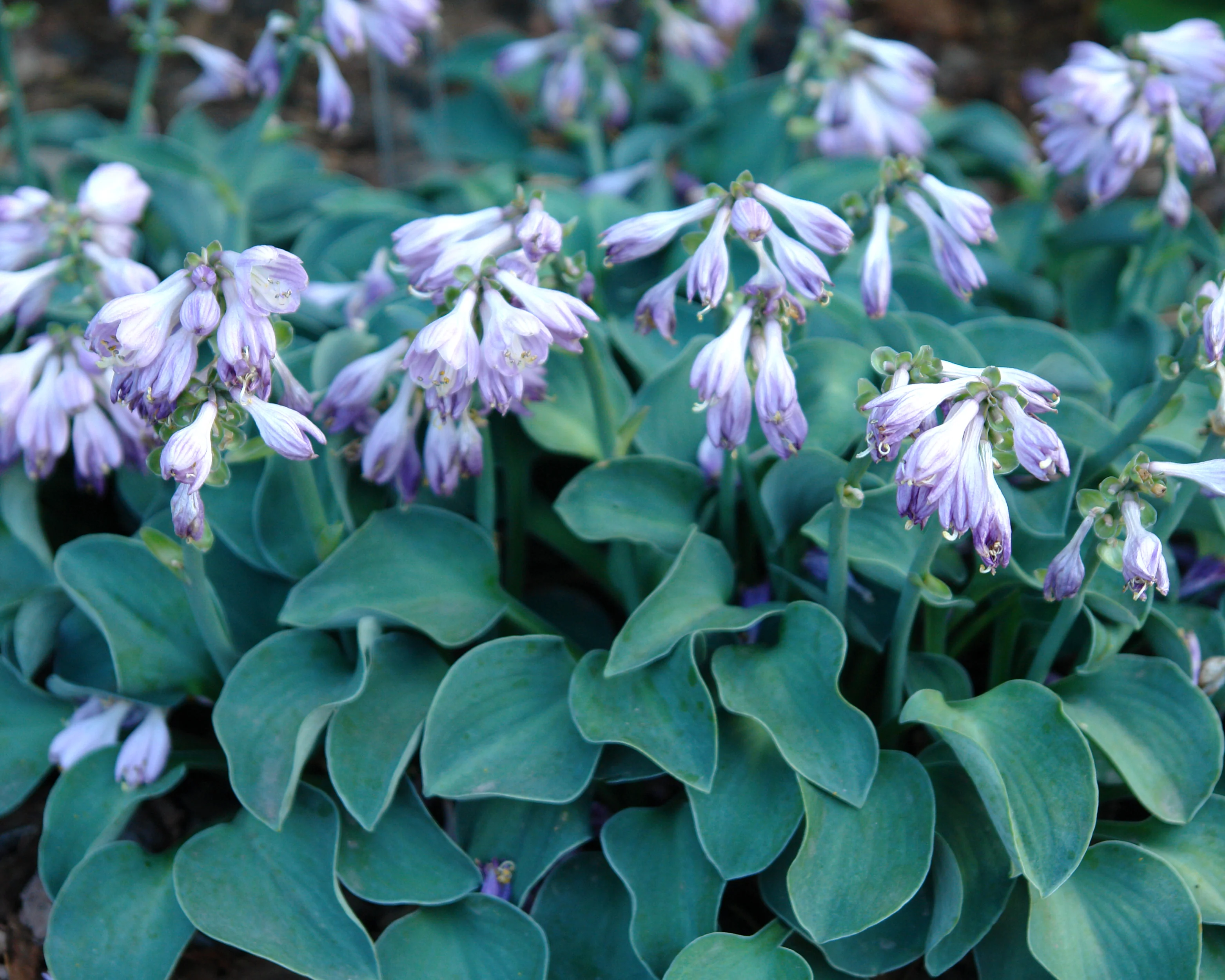 Hosta Blue 'Mouse Ears' - Image 7