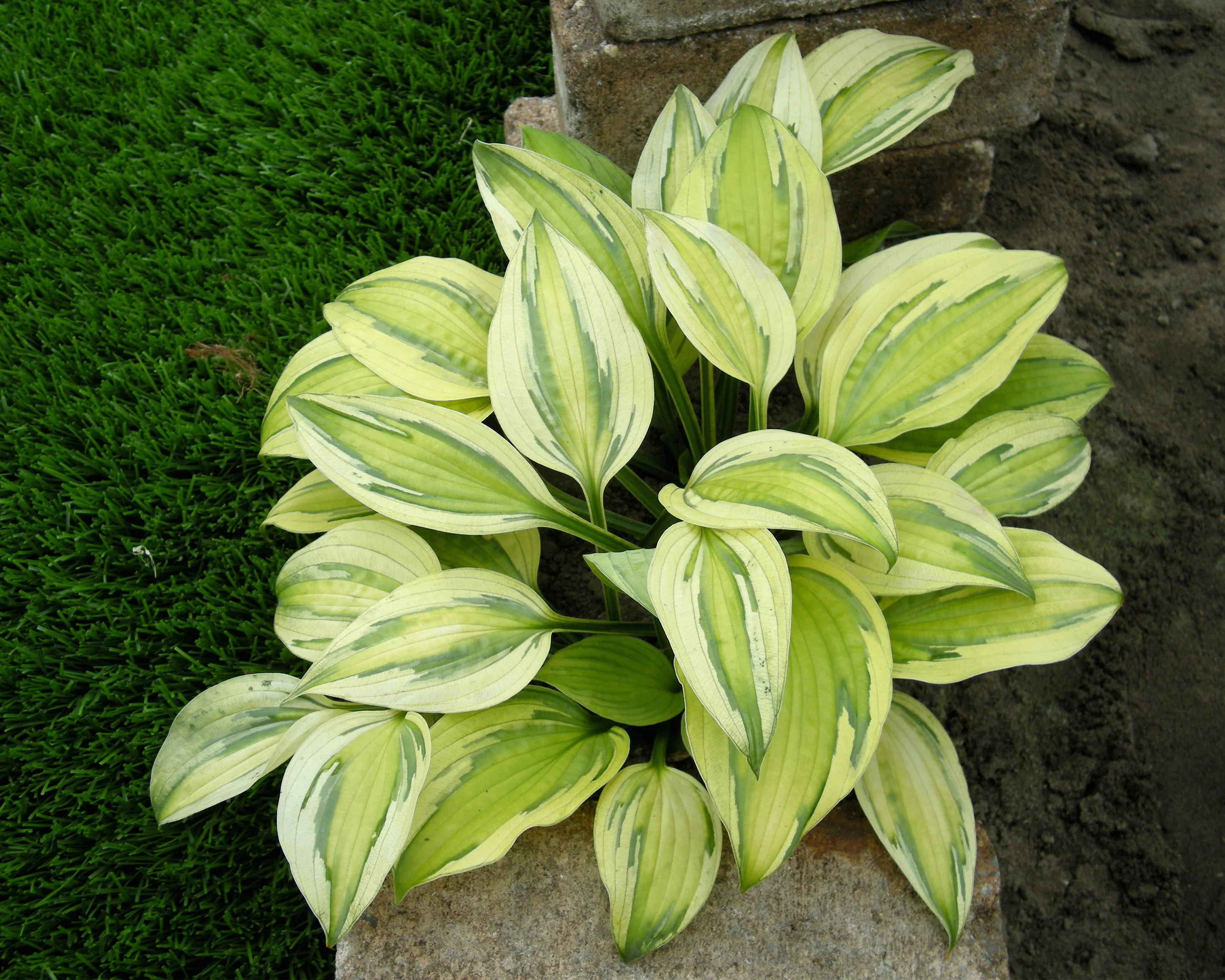 Hosta 'Captain's Adventure' - Image 3