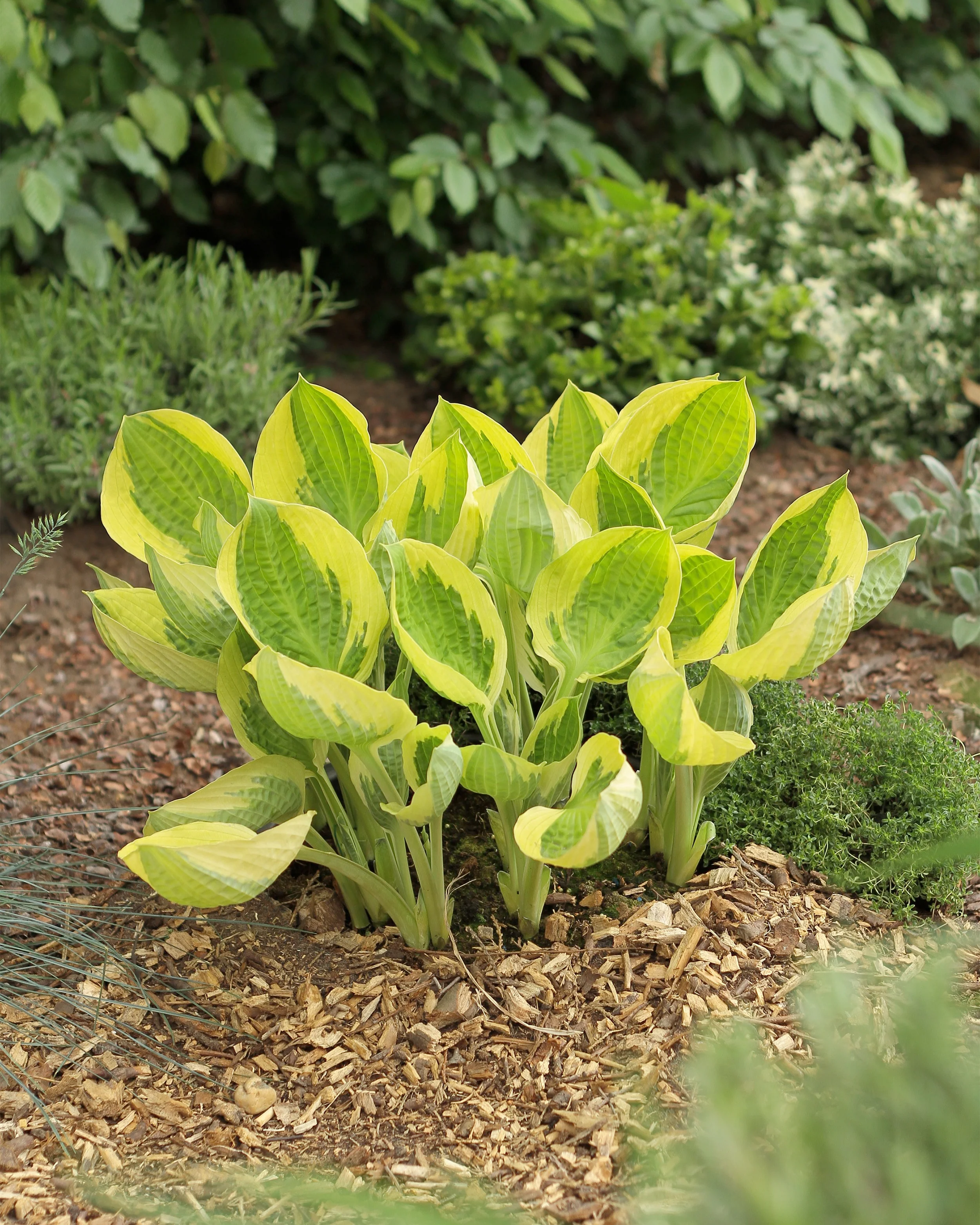 Hosta 'Captain's Adventure' - Image 4