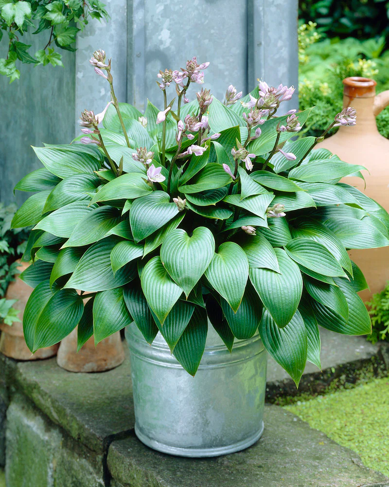 Hosta 'Devon Green' - Image 4