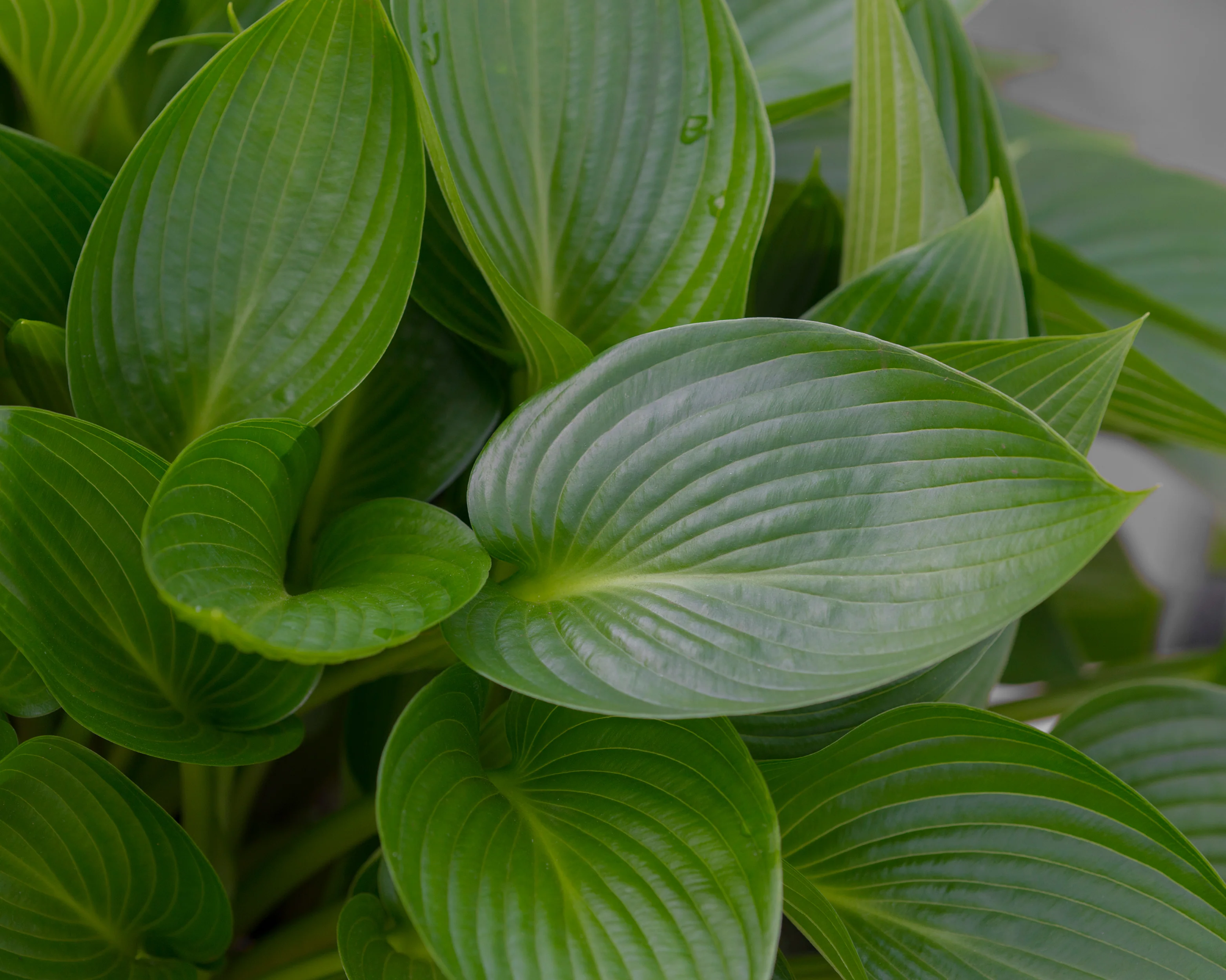 Hosta 'Devon Green' - Image 5