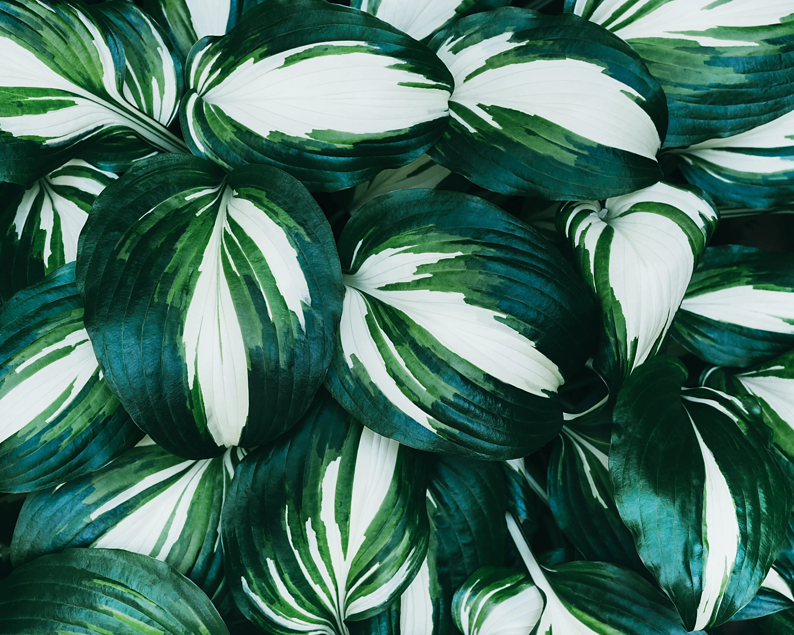 Hosta 'Fire and Ice' - Image 10