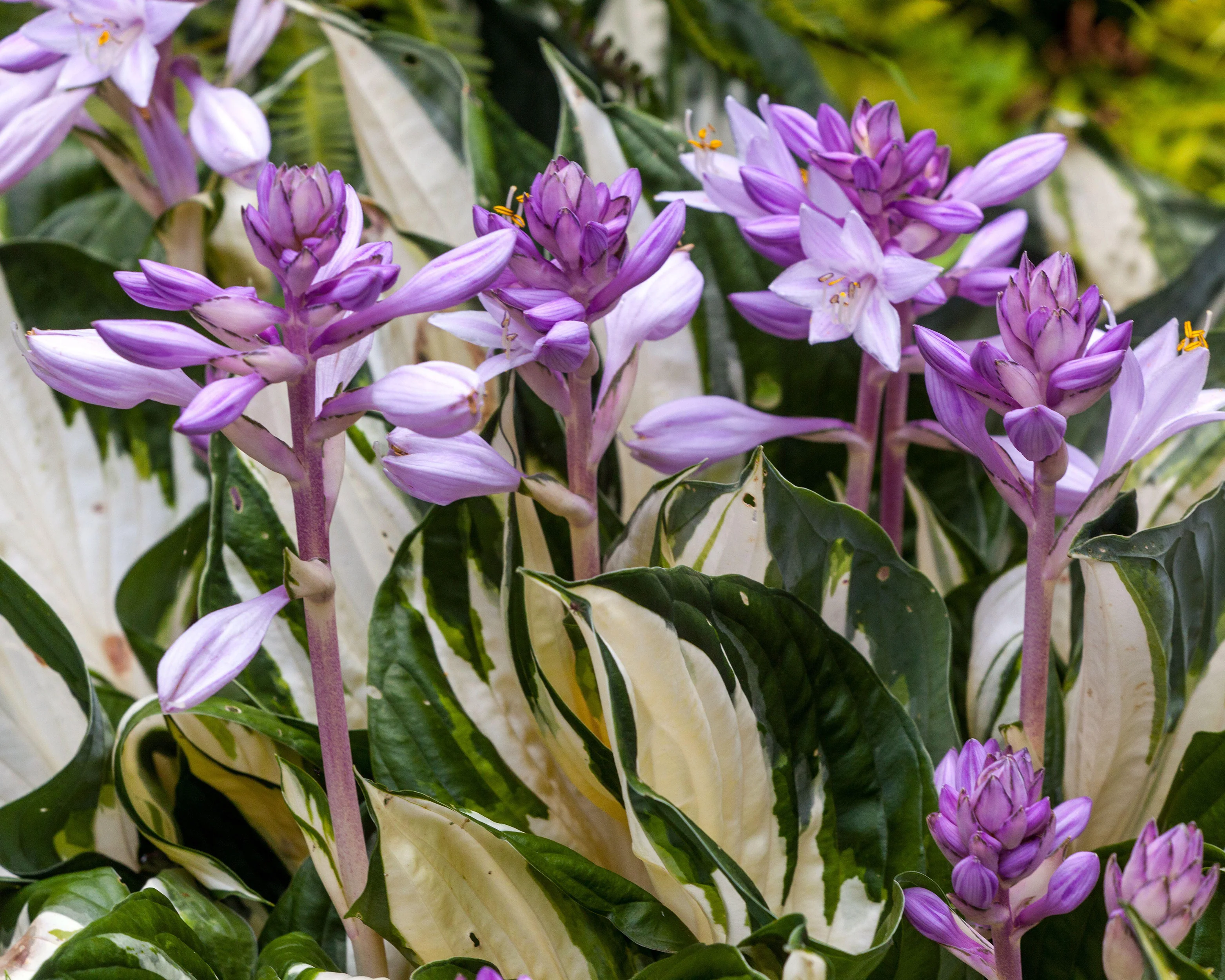 Hosta 'Fire and Ice' - Image 6