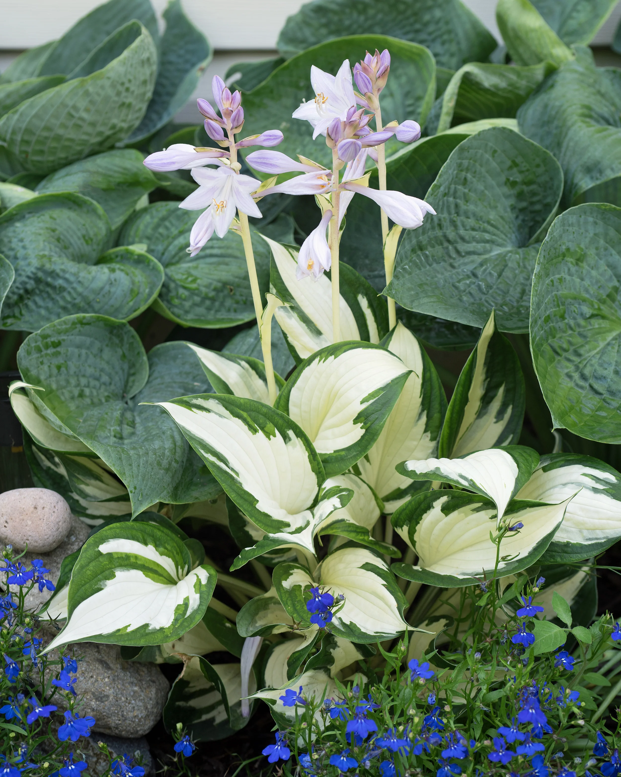Hosta 'Fire and Ice' - Image 7