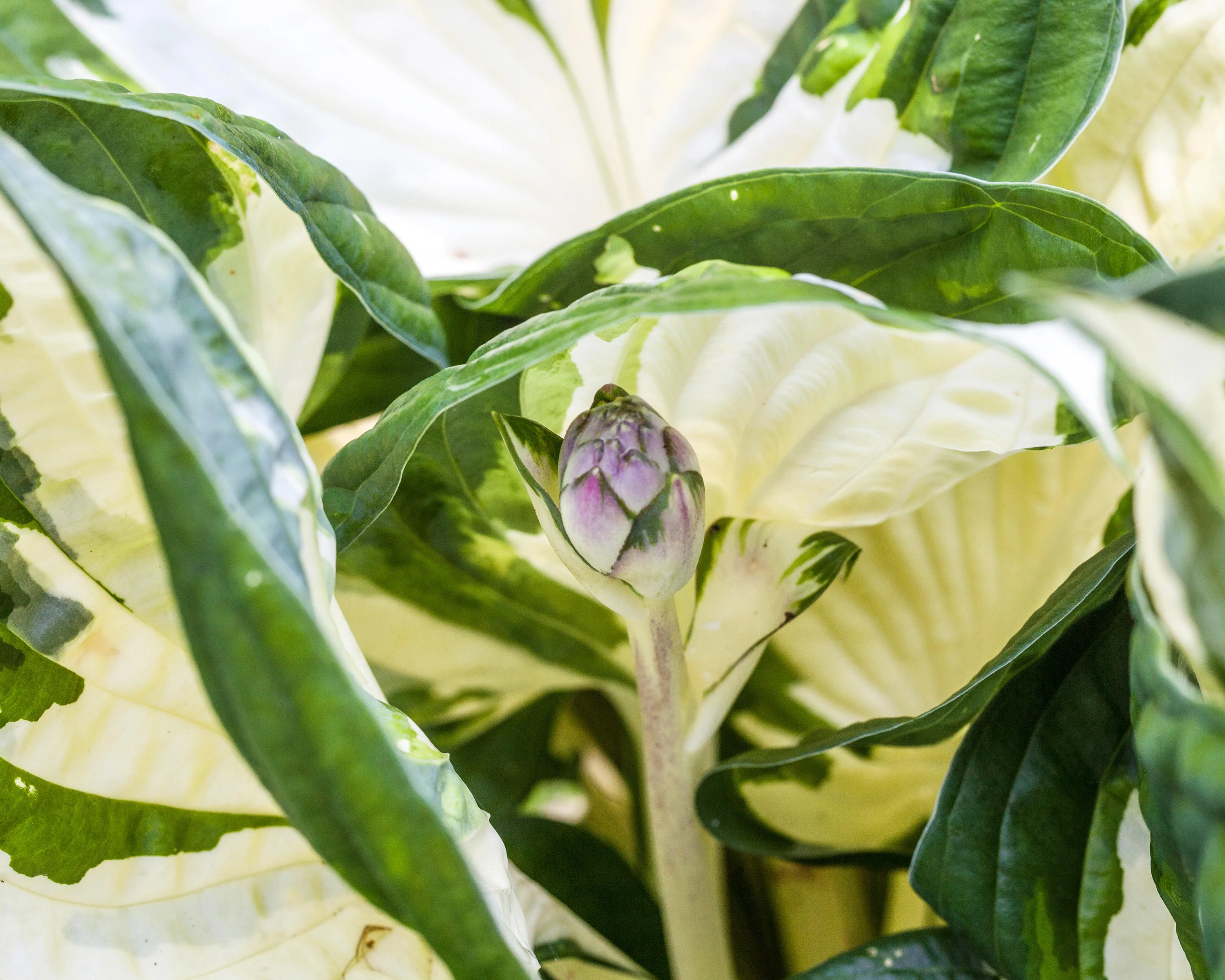 Hosta 'Fire and Ice' - Image 8