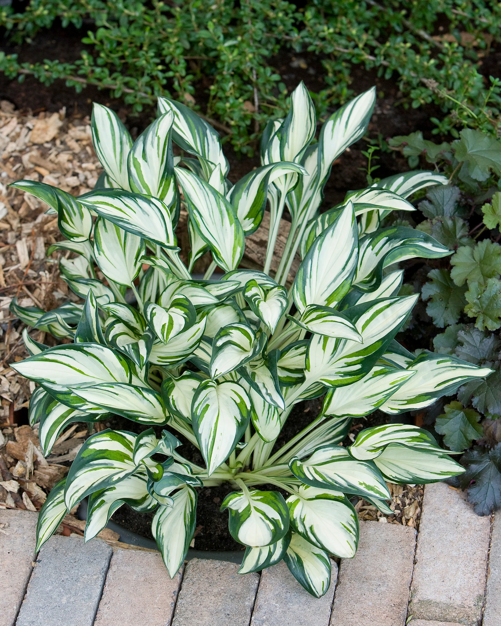 Hosta 'Fireworks' - Image 2