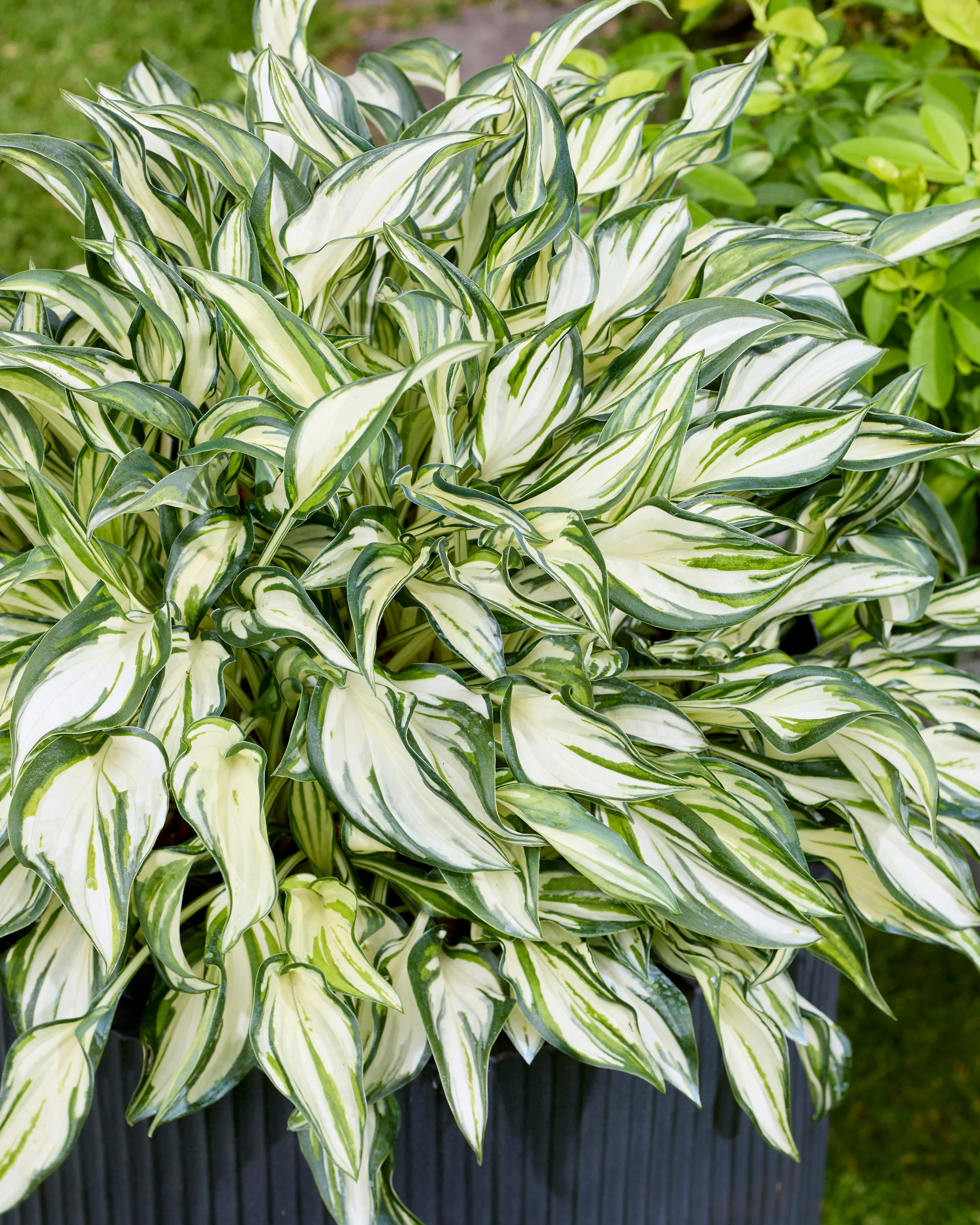 Hosta 'Fireworks' - Image 3