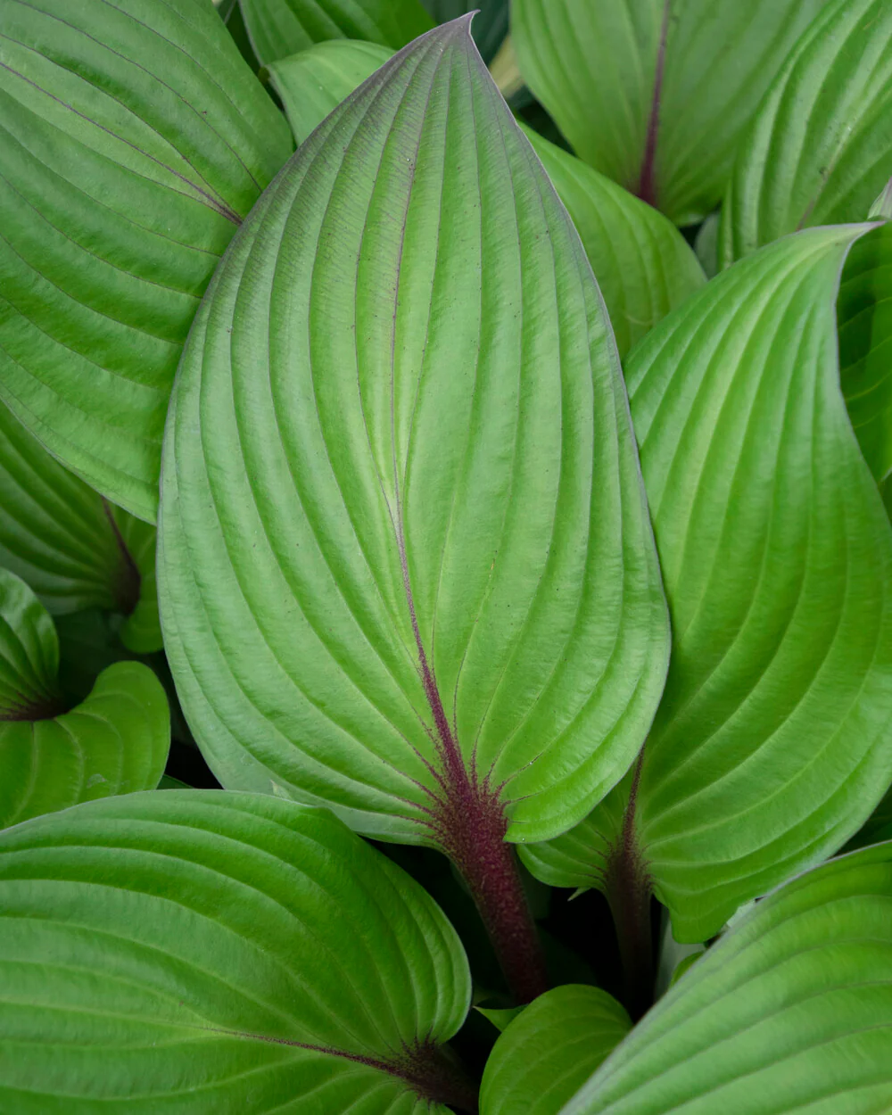 Hosta 'First Blush' - Image 2