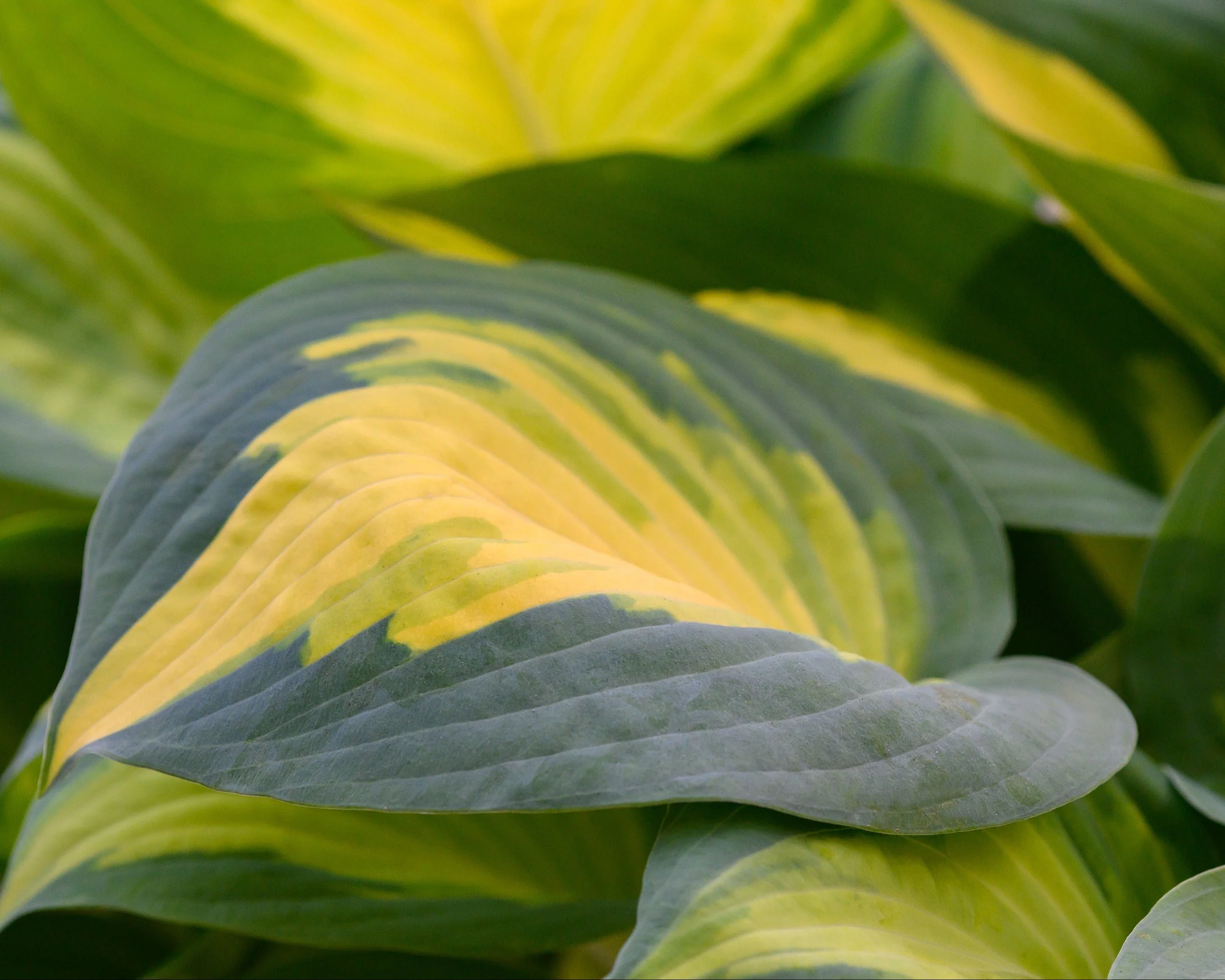 Hosta 'Forbidden Fruit' - Image 2