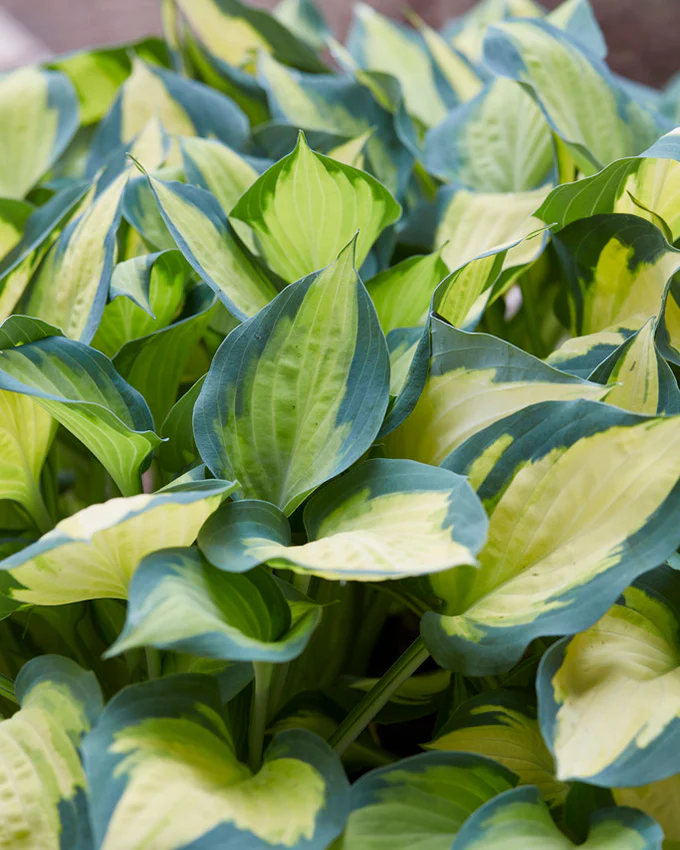 Hosta 'Forbidden Fruit' - Image 3